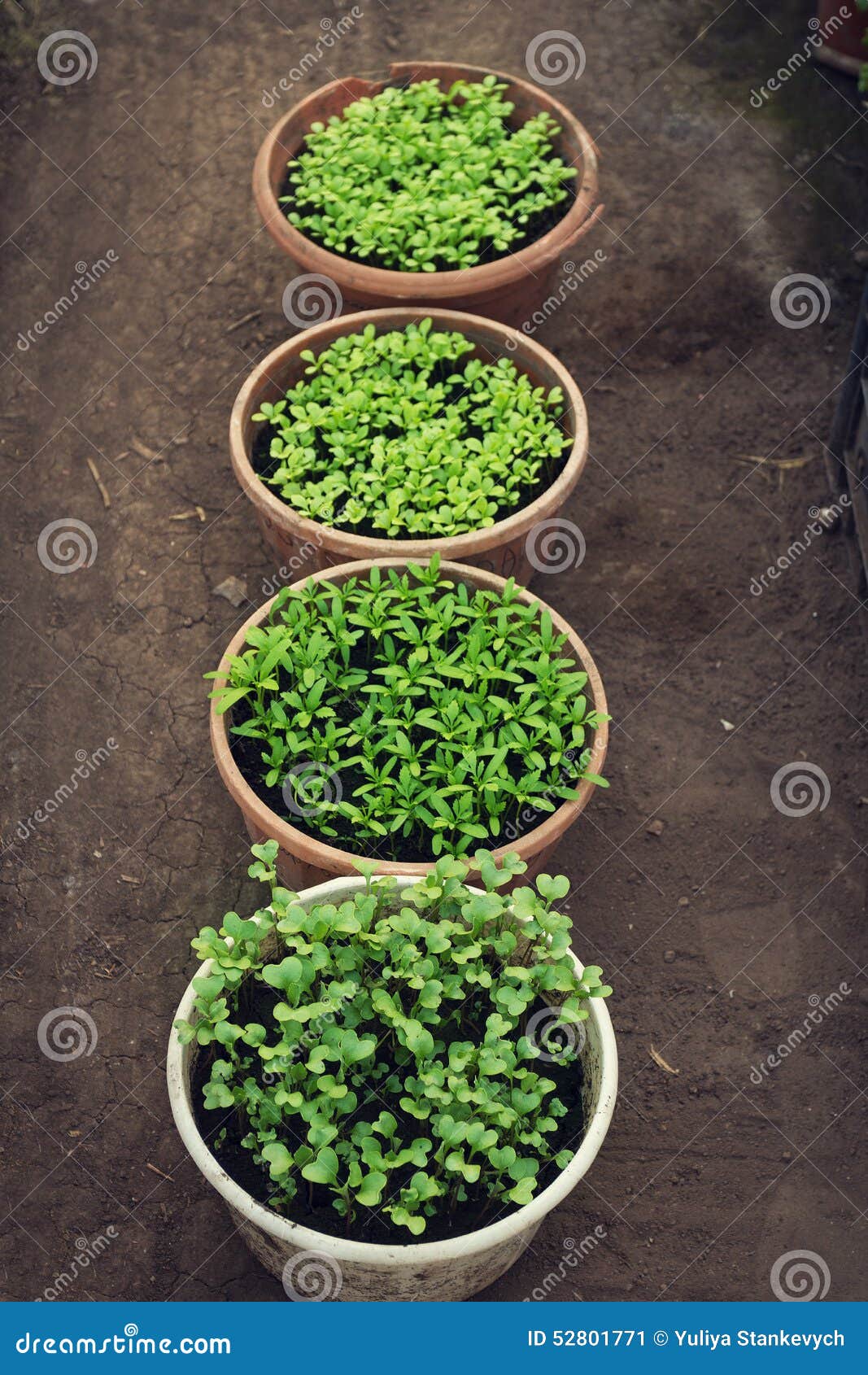 Sprouts in the greenhouse stock image. Image of plants 52801771