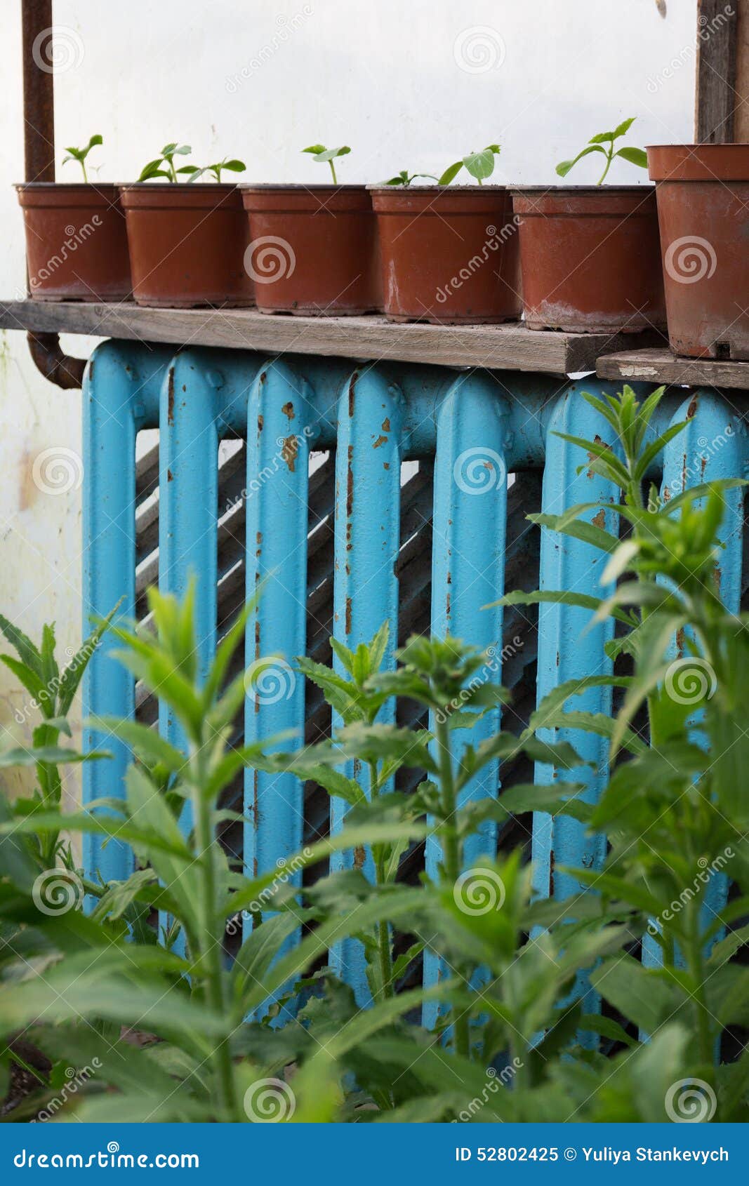 Sprouts In The Greenhouse RoyaltyFree Stock Image