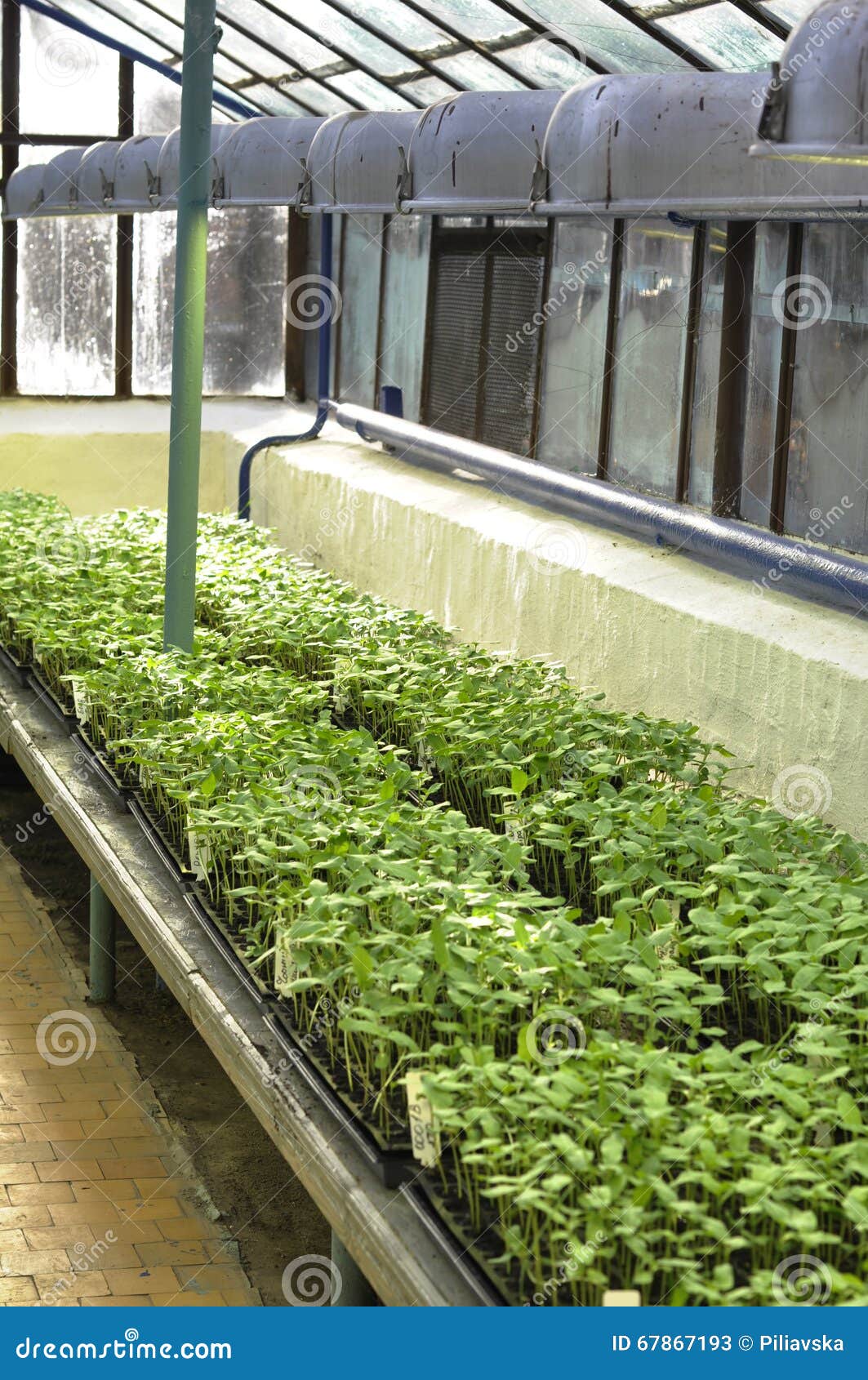Sprouts in the Greenhouse stock image. Image of agriculture 67867193