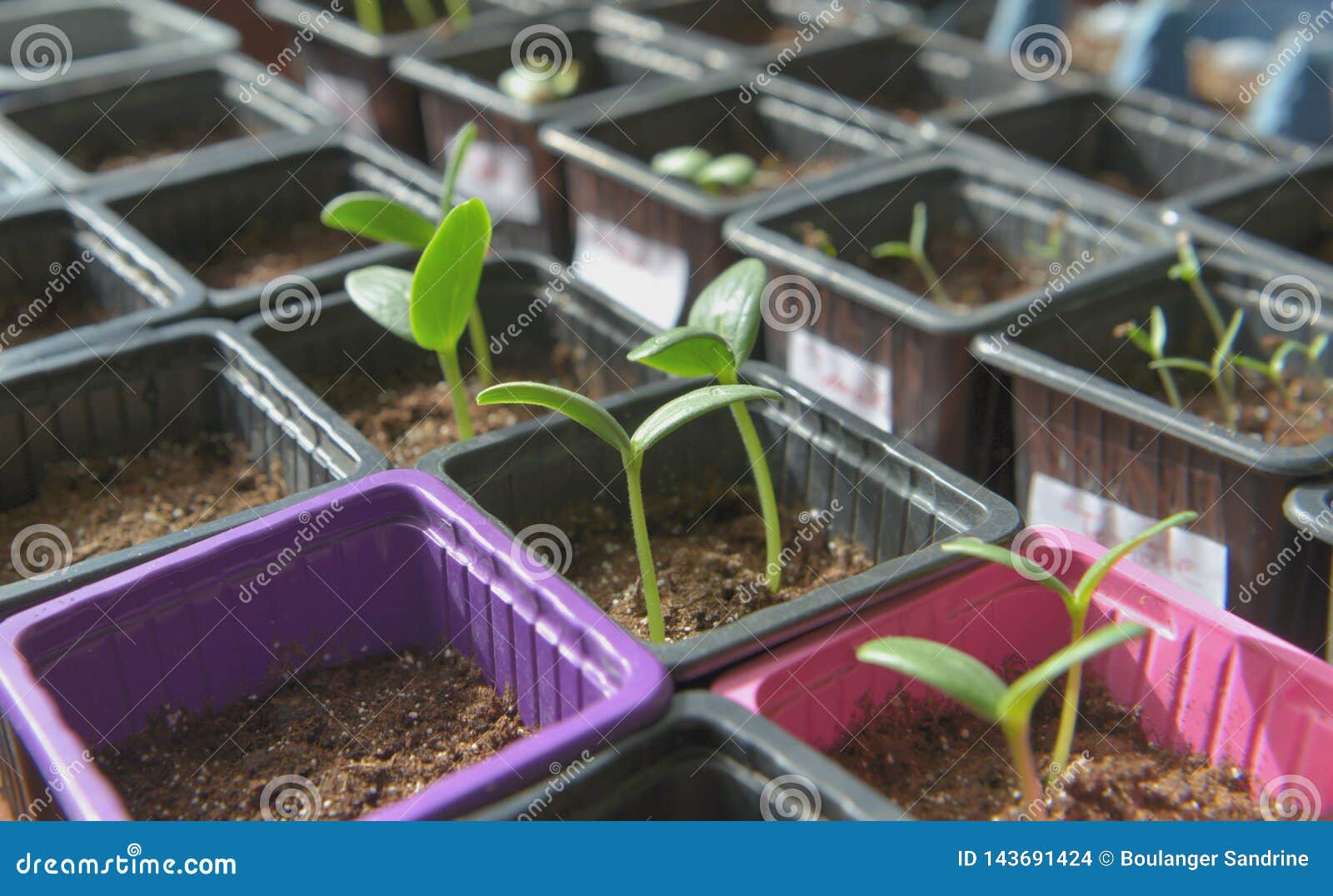 Sprouts Growing in Little Pots in a Greenhouse Stock Photo Image of