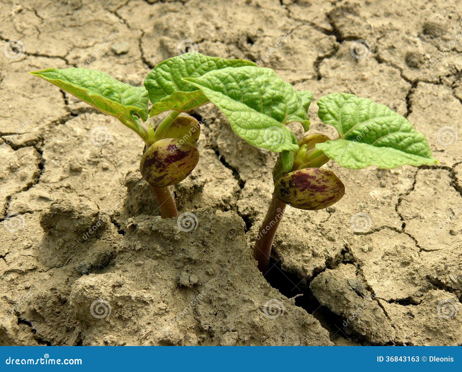 Sprouts of kidney beans stock image. Image of bean, dirt 36843163