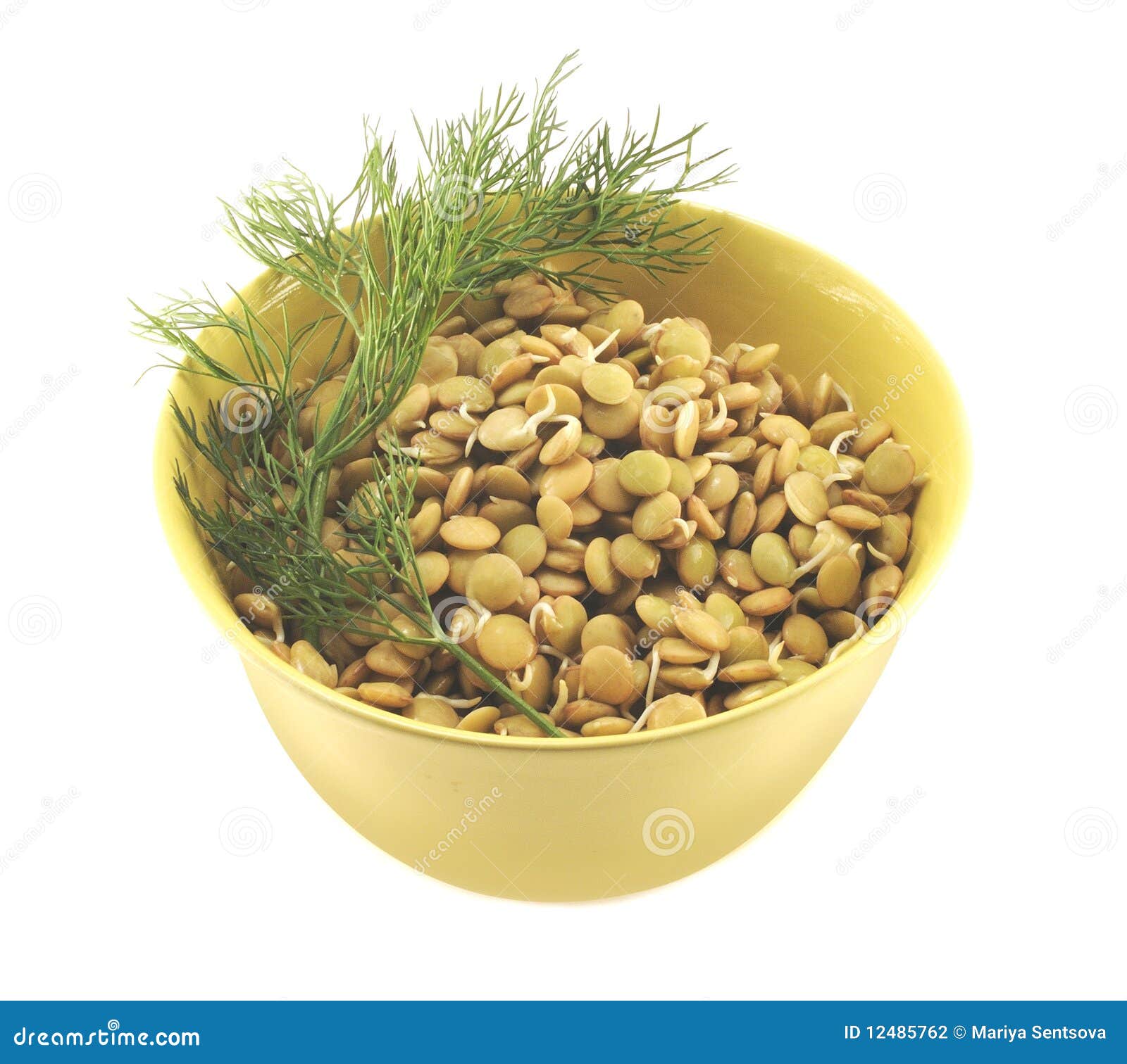 The Sprouts of Lentil in a Plate with Fennel Stock Photo Image of taste, sprouts 12485762