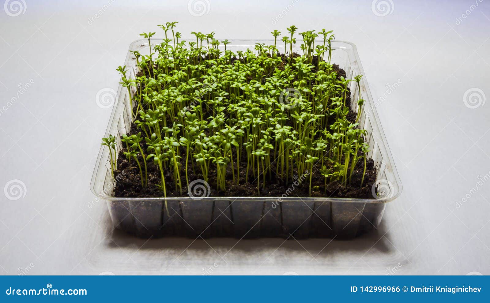 Sprouts of Lettuce in a Plastic Container. Stock Photo Image of soil
