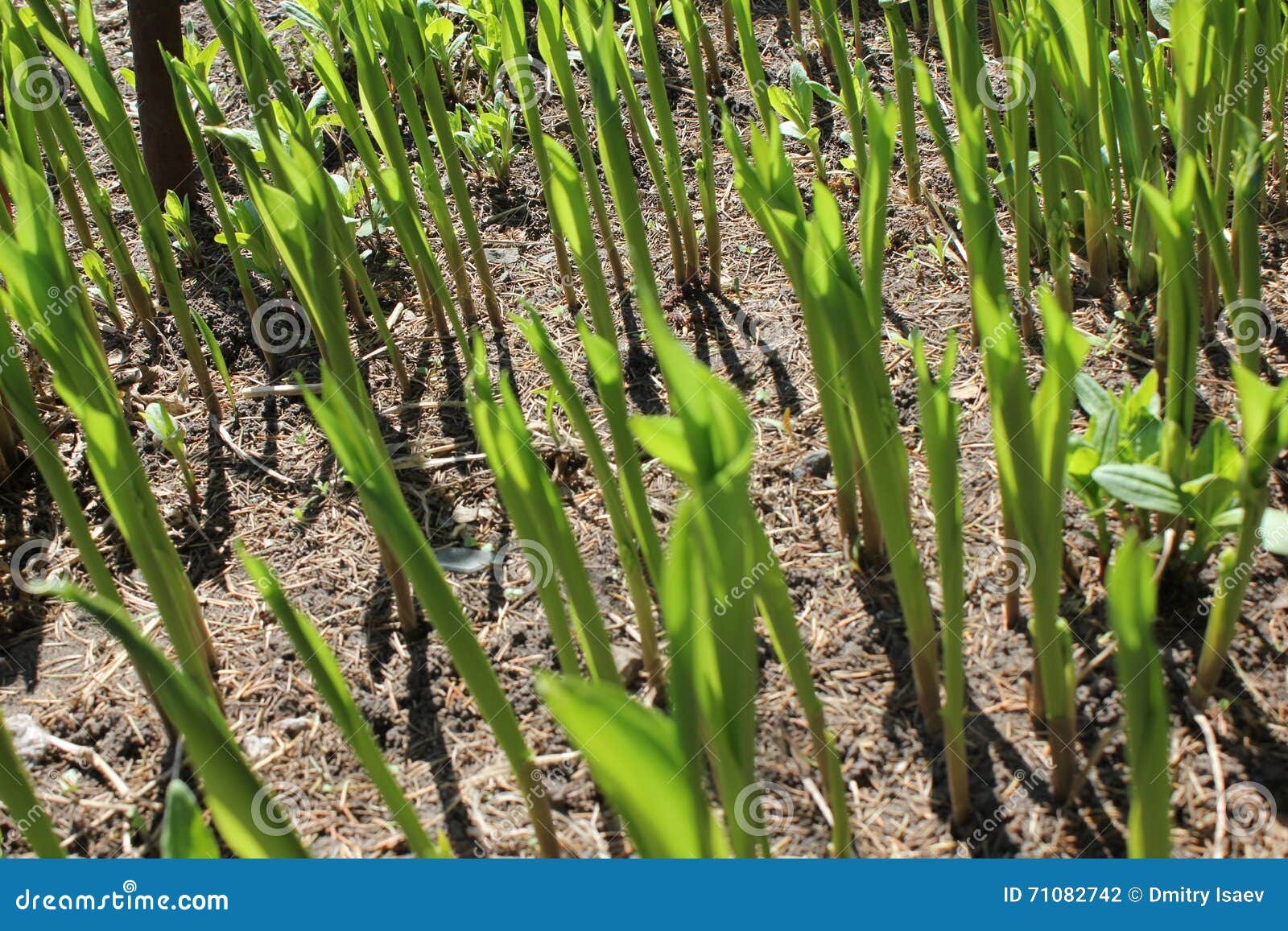 Sprouts lily 19632 stock photo. Image of ornamental, generation 71082742