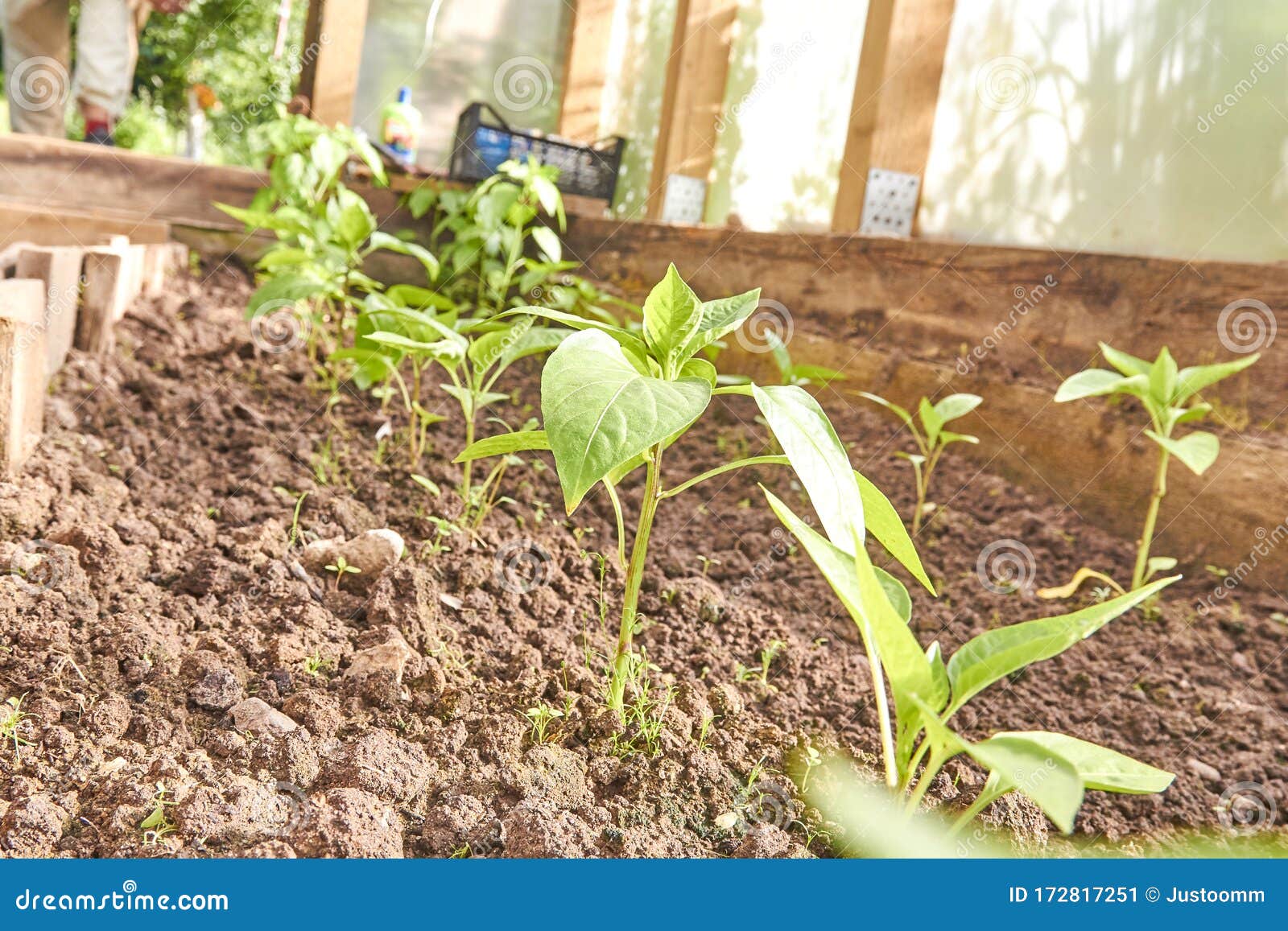 Sprouts Pepper Pepper Seedlings, Young Foliage of Pepper, Spring