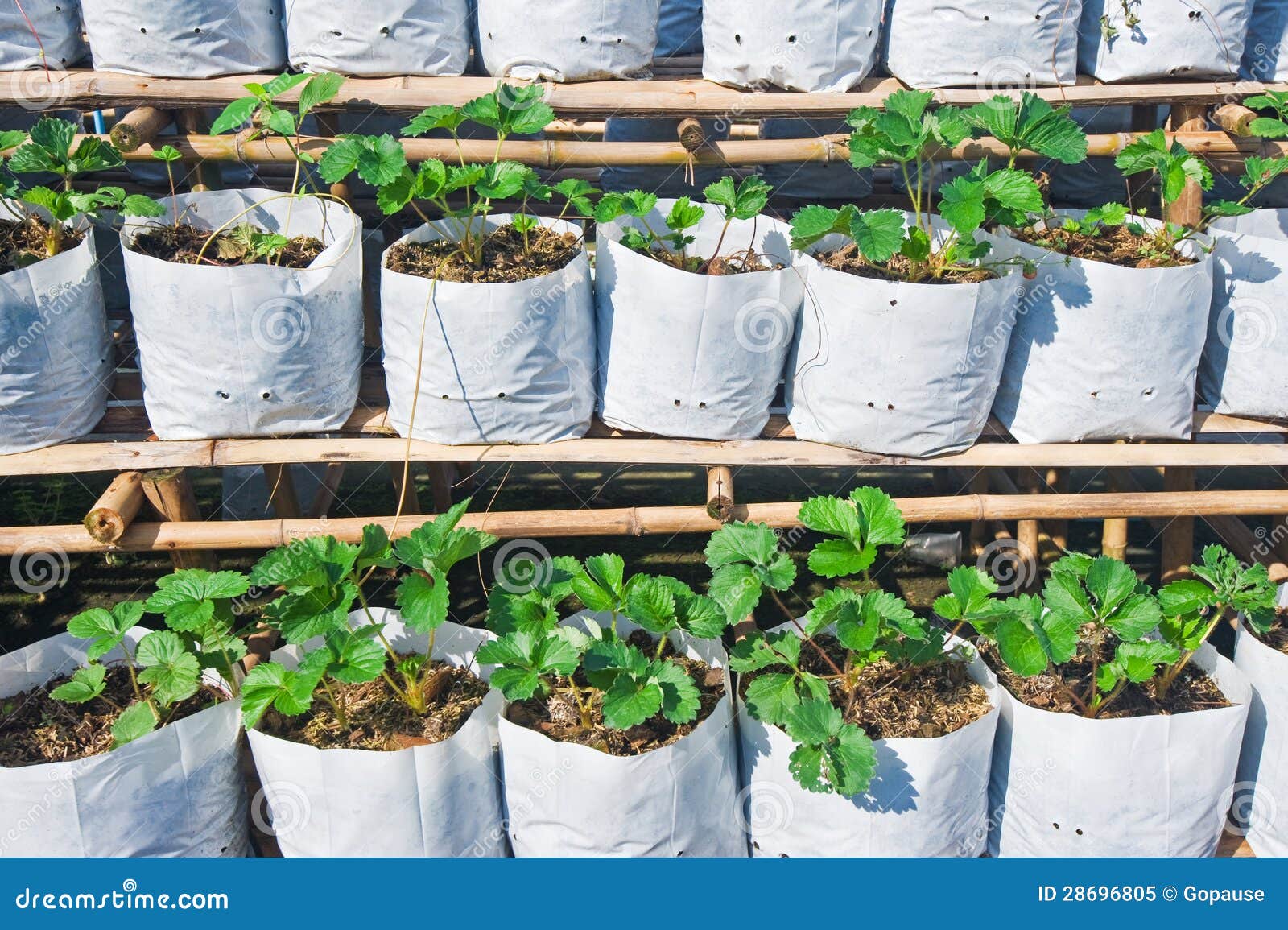 Sprouts of strawberry stock image. Image of ground, berry 28696805