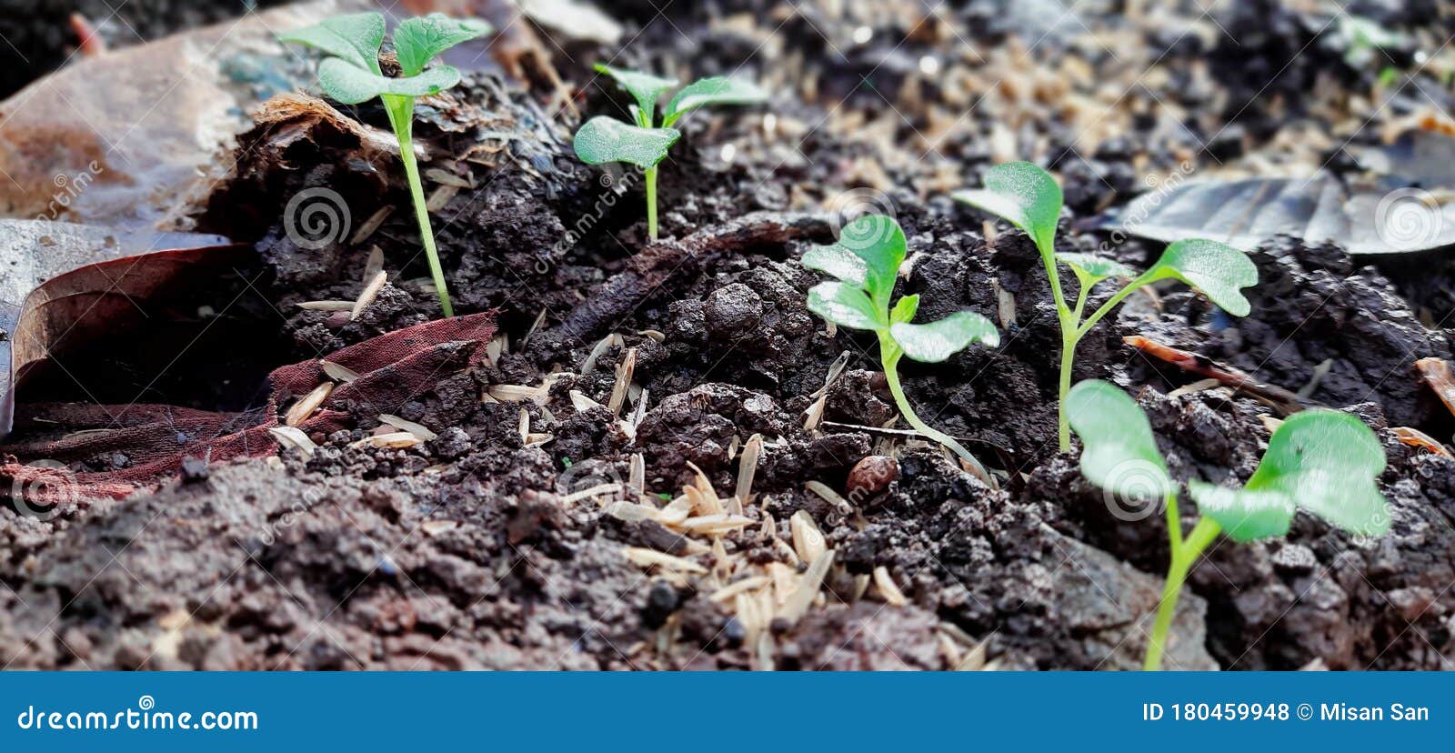 Sprouts Thrive in Black Soil Stock Photo Image of growth, define 180459948