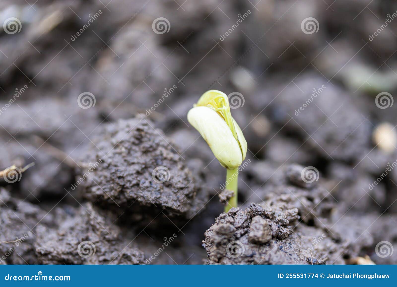 Sprouts of Vegetables in the Ground Growing Plants Farming Stock Photo