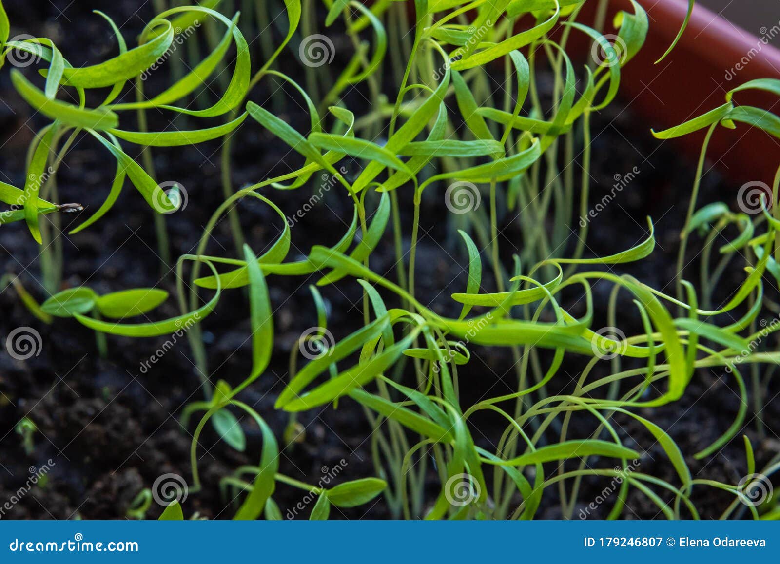 Sprouts of Young Dill in Box on Balcony Stock Image Image of spring