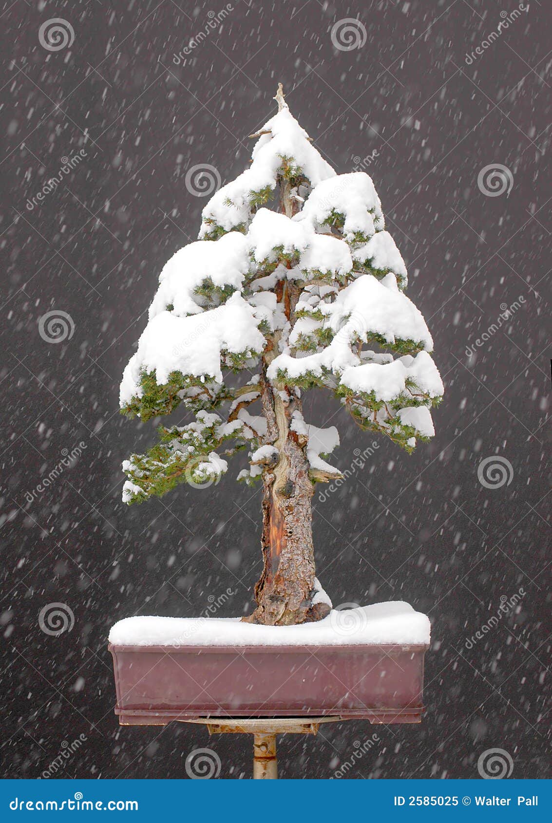 Spruce Bonsai With Snow Royalty Free Stock Photo Image 2585025