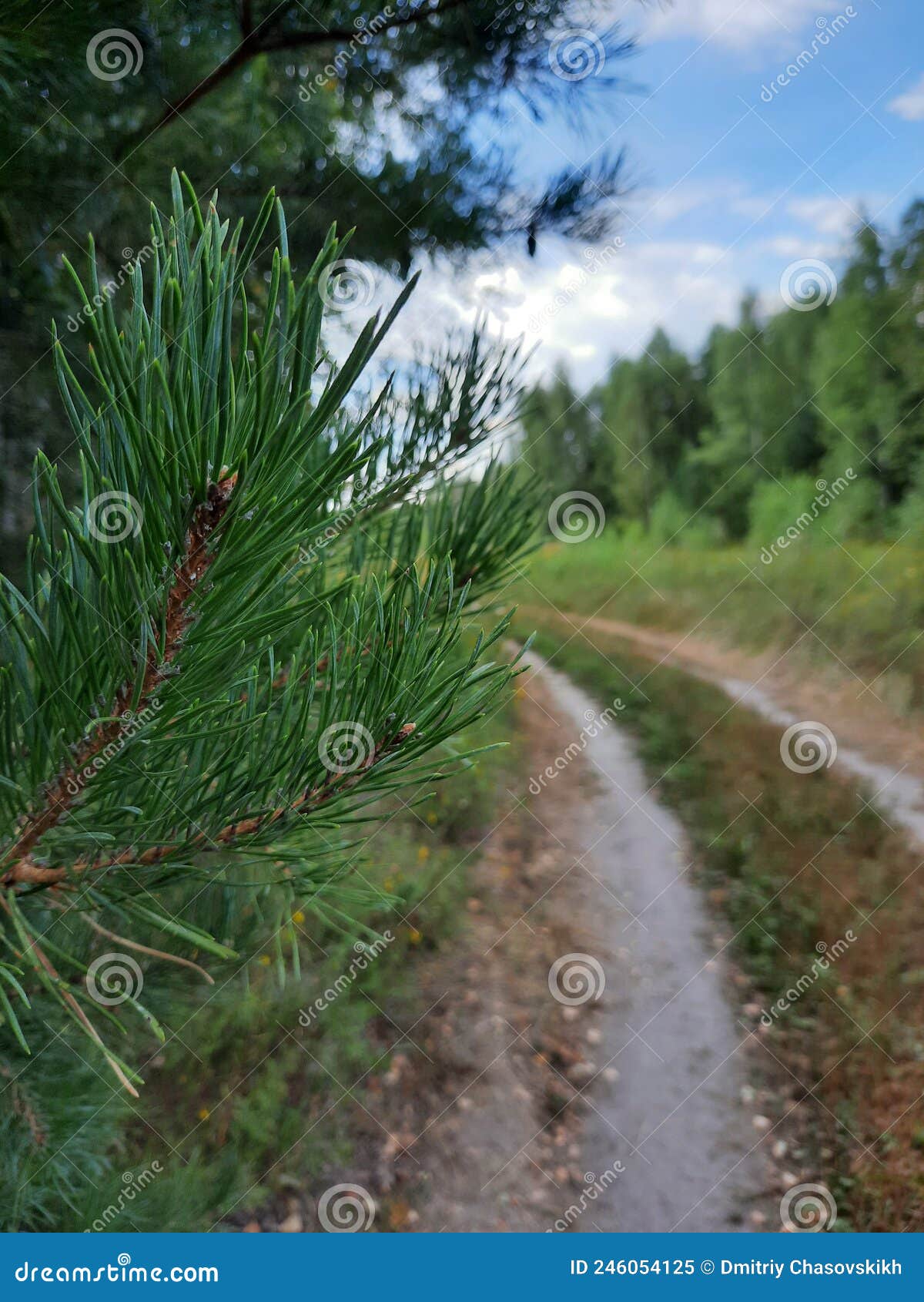 Spruce branch by the road. stock image. Image of leaf 246054125