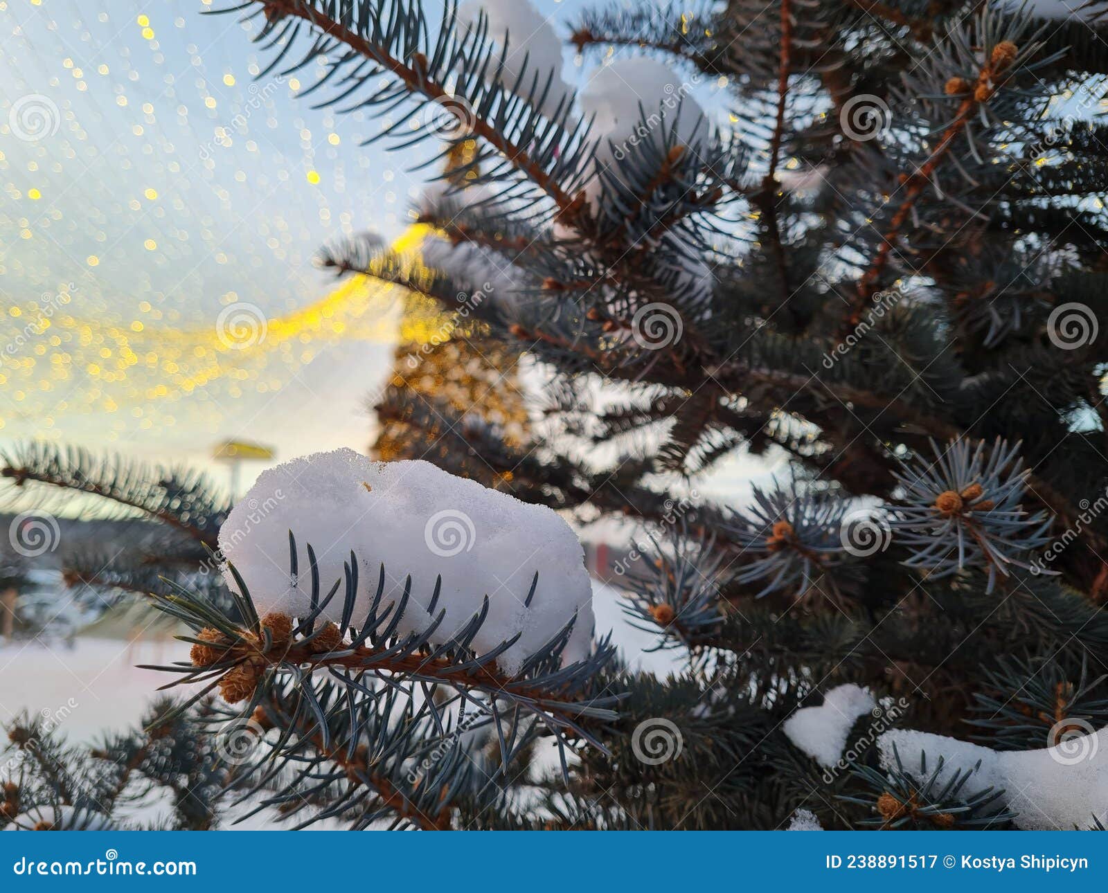 Fir Branches Under the Snow in Front of a Large Christmas Tree Stock