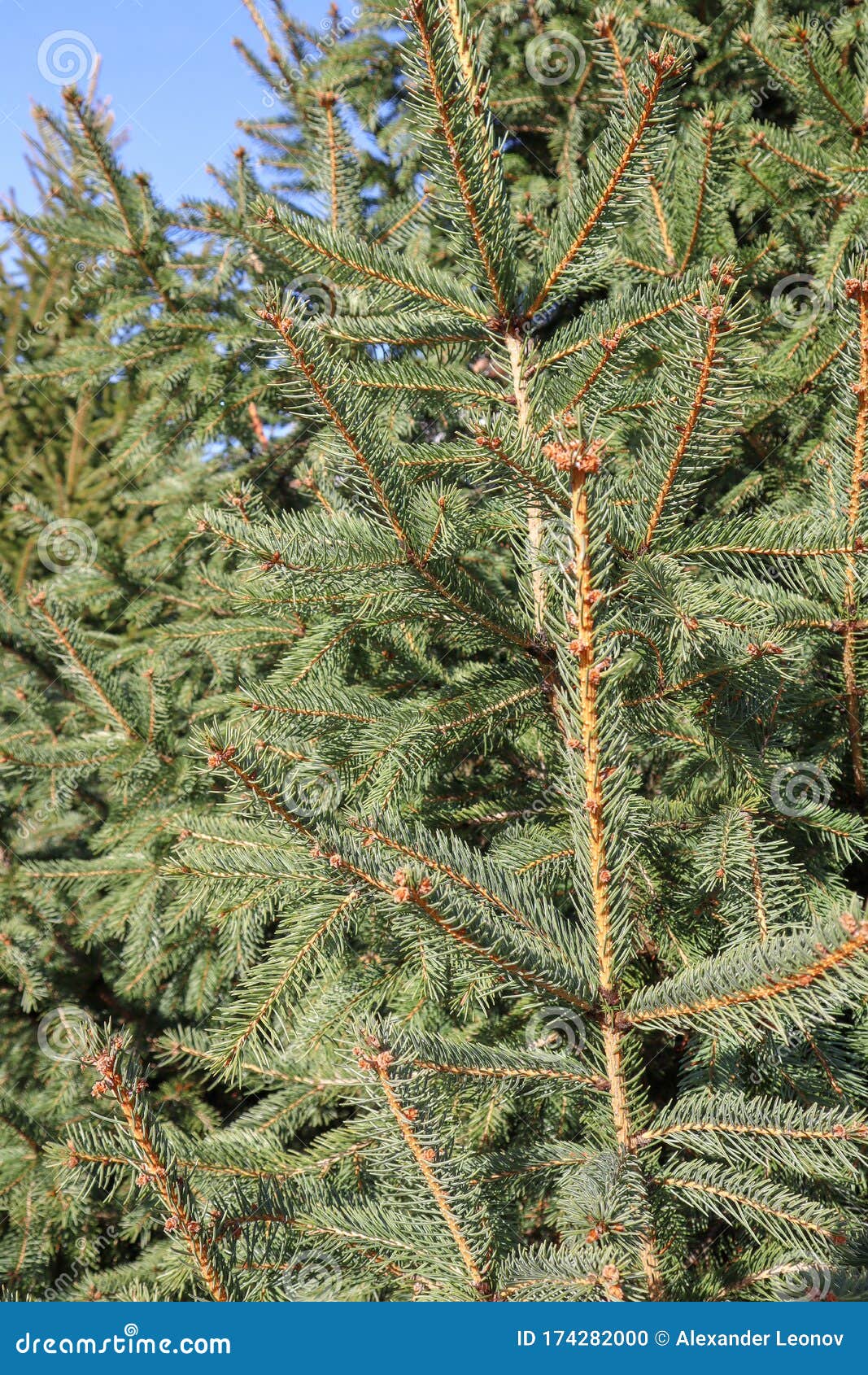 Spruce Conifer, Green All Year Round. Stock Photo Image of outdoor