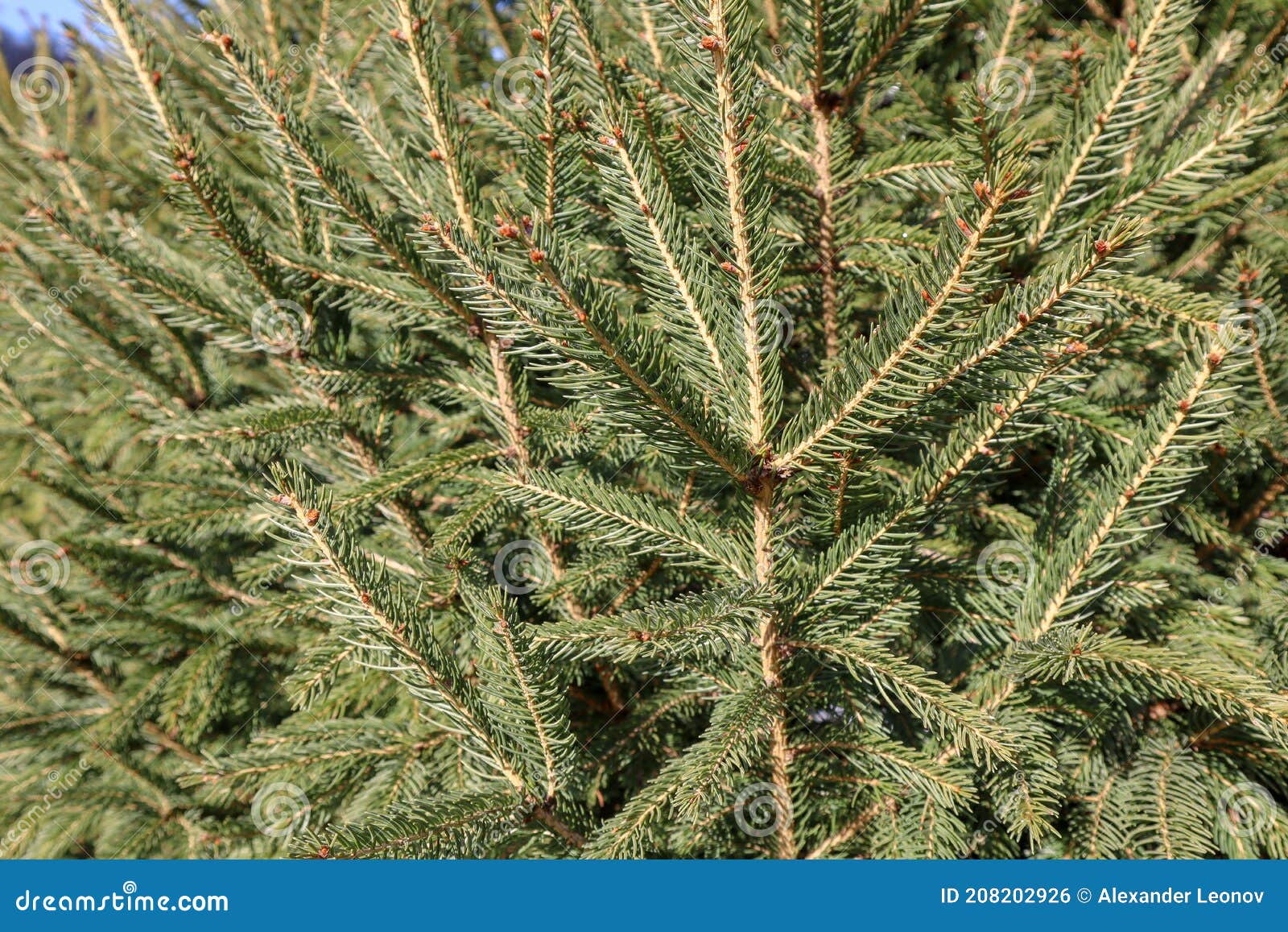 Spruce Conifer, Green All Year Round. Stock Photo Image of pine, wood