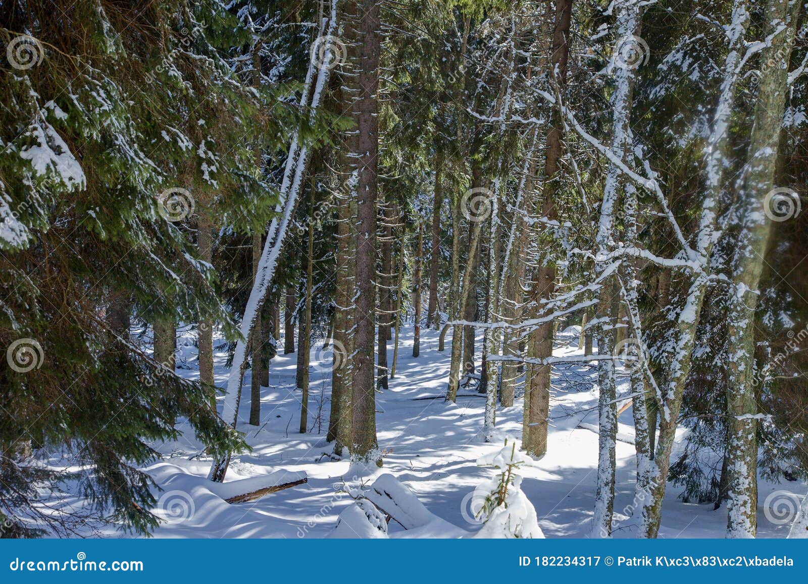 spruce forest covered by snow during winter season on the mountain polana, slovakia