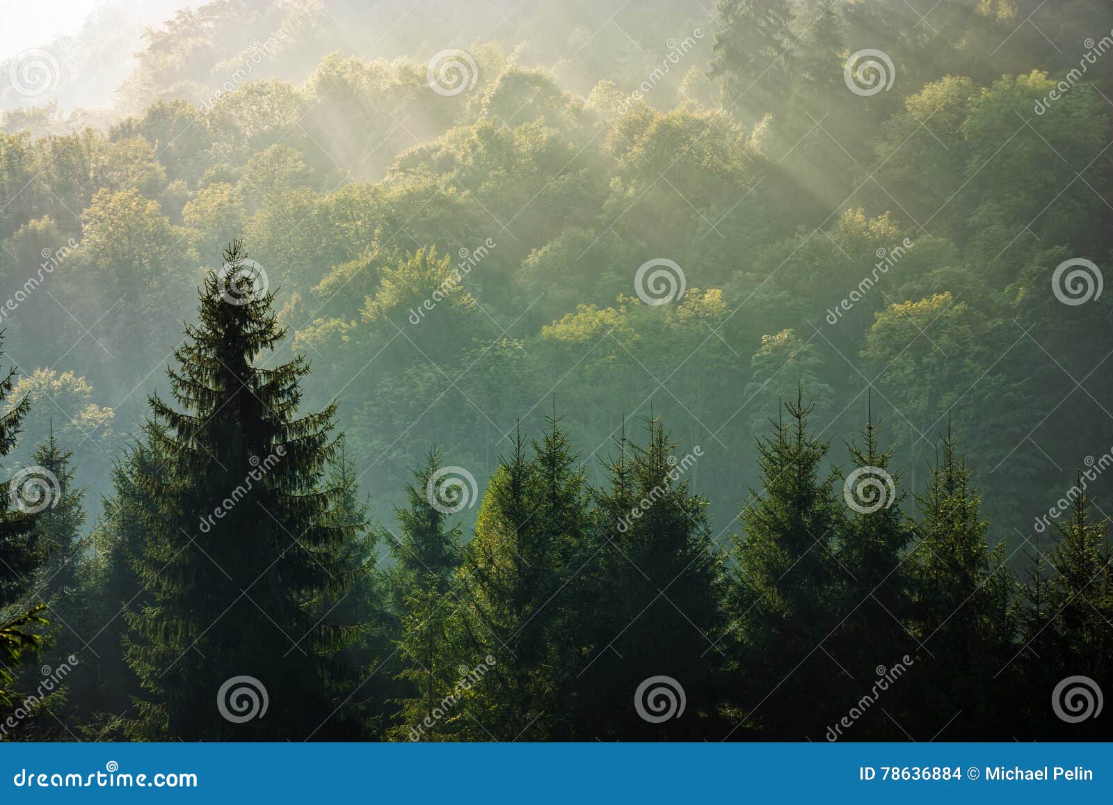 spruce forest on foggy sunrise in mountains