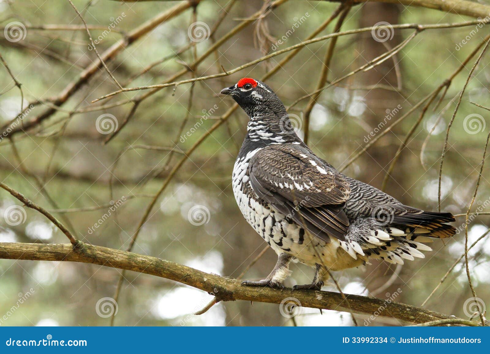 spruce grouse male