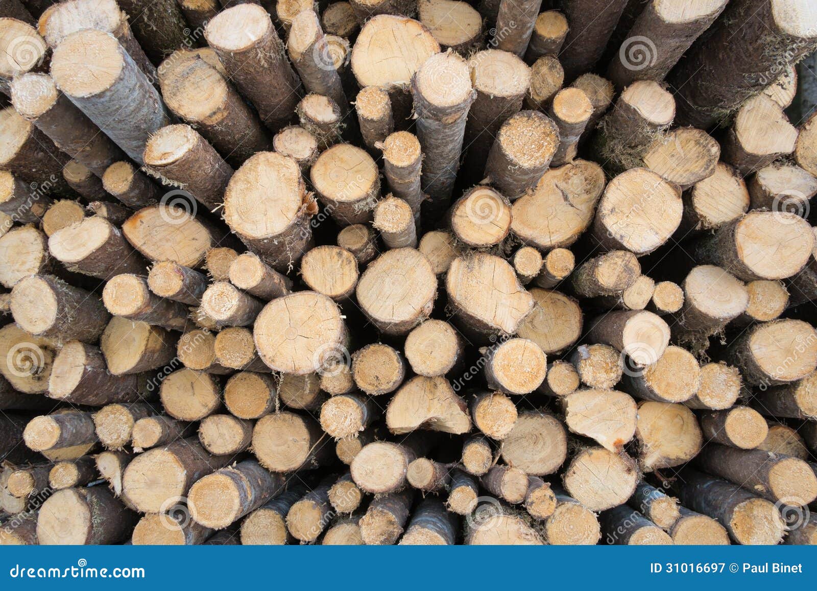 Spruce wood logs in pile to use as background or texture.Focus is in 