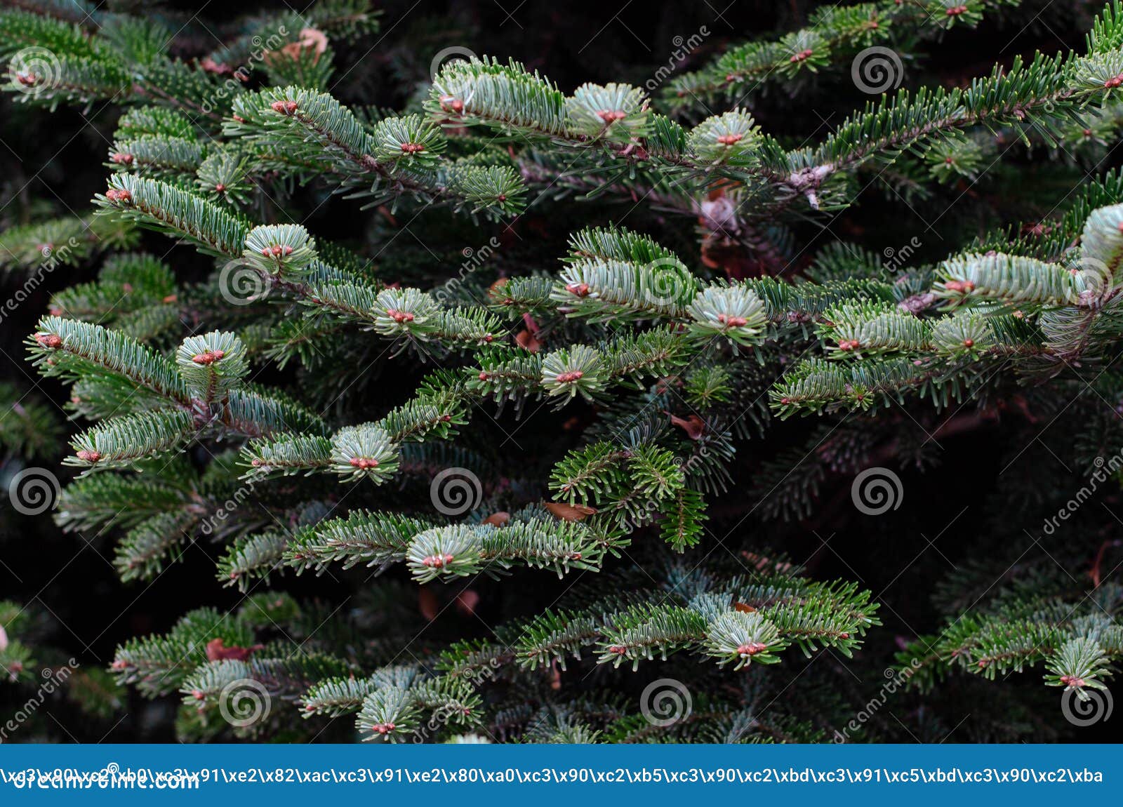 Spruce Needles. Christmas Tree. Pine. Pine Cones on the Branches. Stock