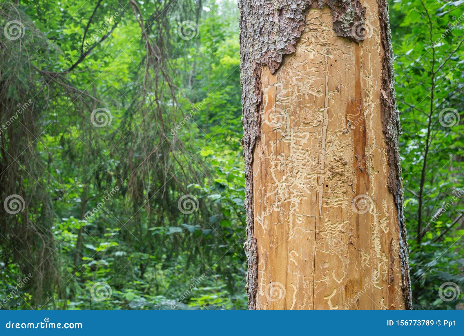 Spruce Pine Tree Bark Beetle Infection Bark Close-up Stock Image ...