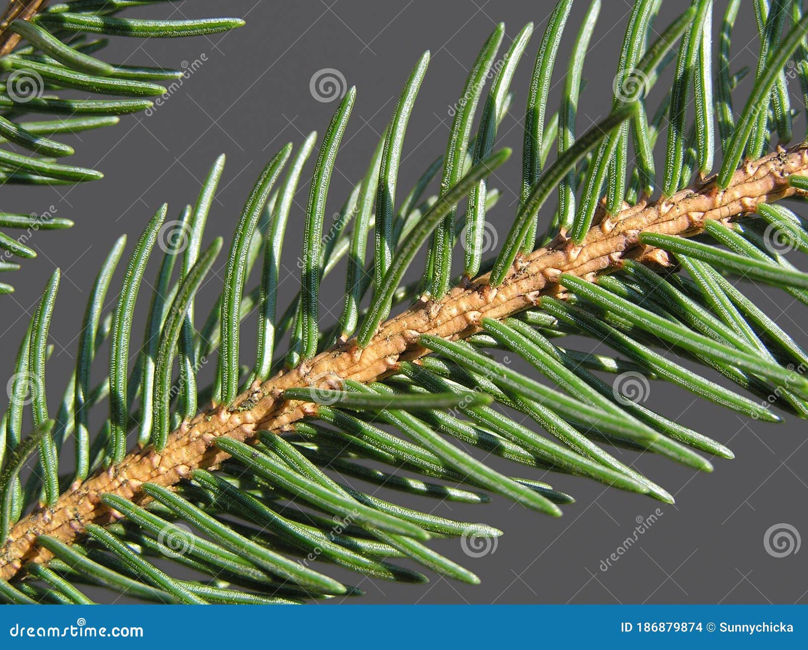 Spruce Red Spruce Norway Spruce European Spruce Picea Abies Forest Stock Photo Image Of Collage Nature