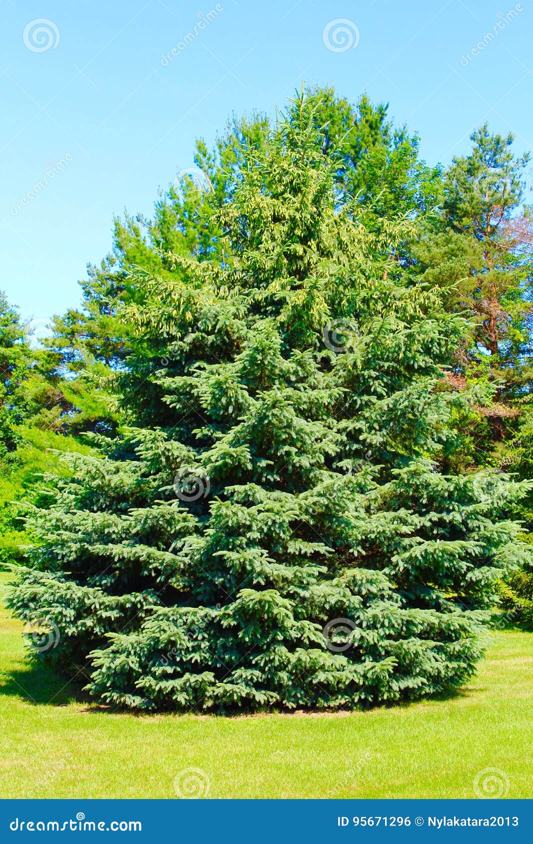 Spruce Tree stock photo. Image of green, tree, growing 95671296