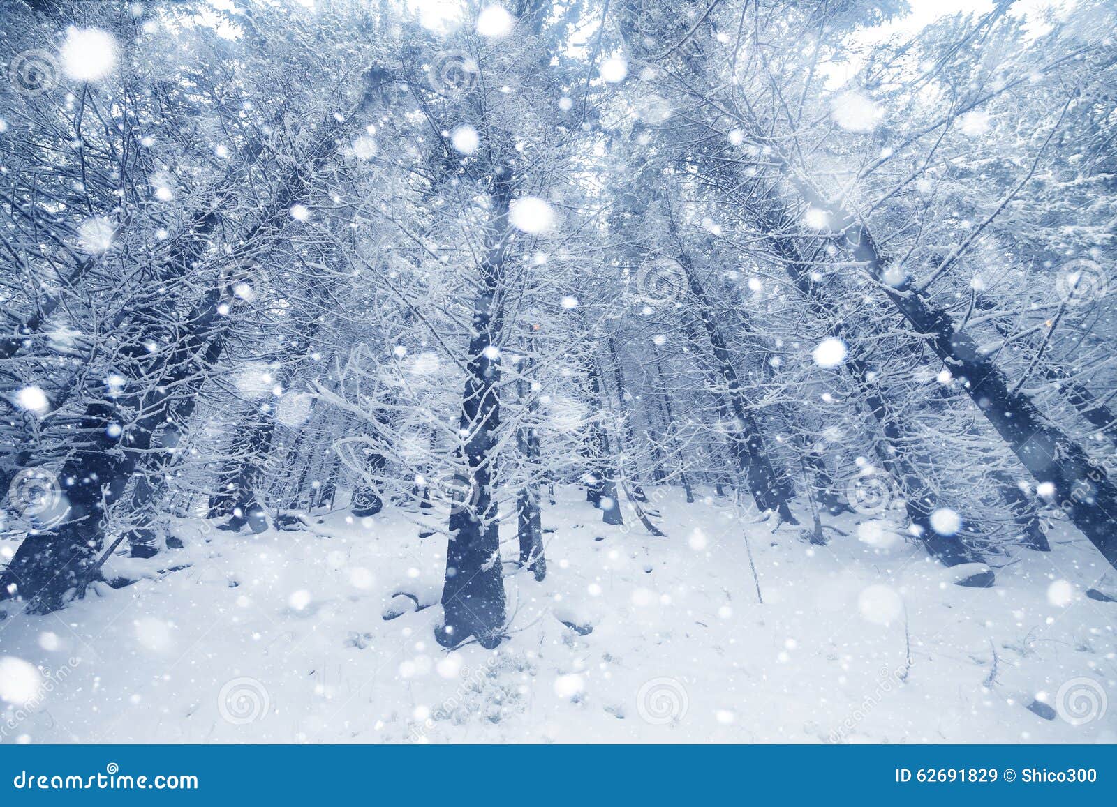 Spruce Tree Foggy Forest Covered By Snow In Winter Landscape Stock