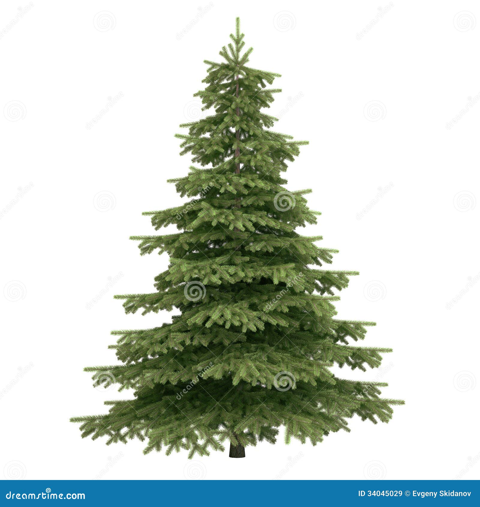 clipart spruce tree - photo #42