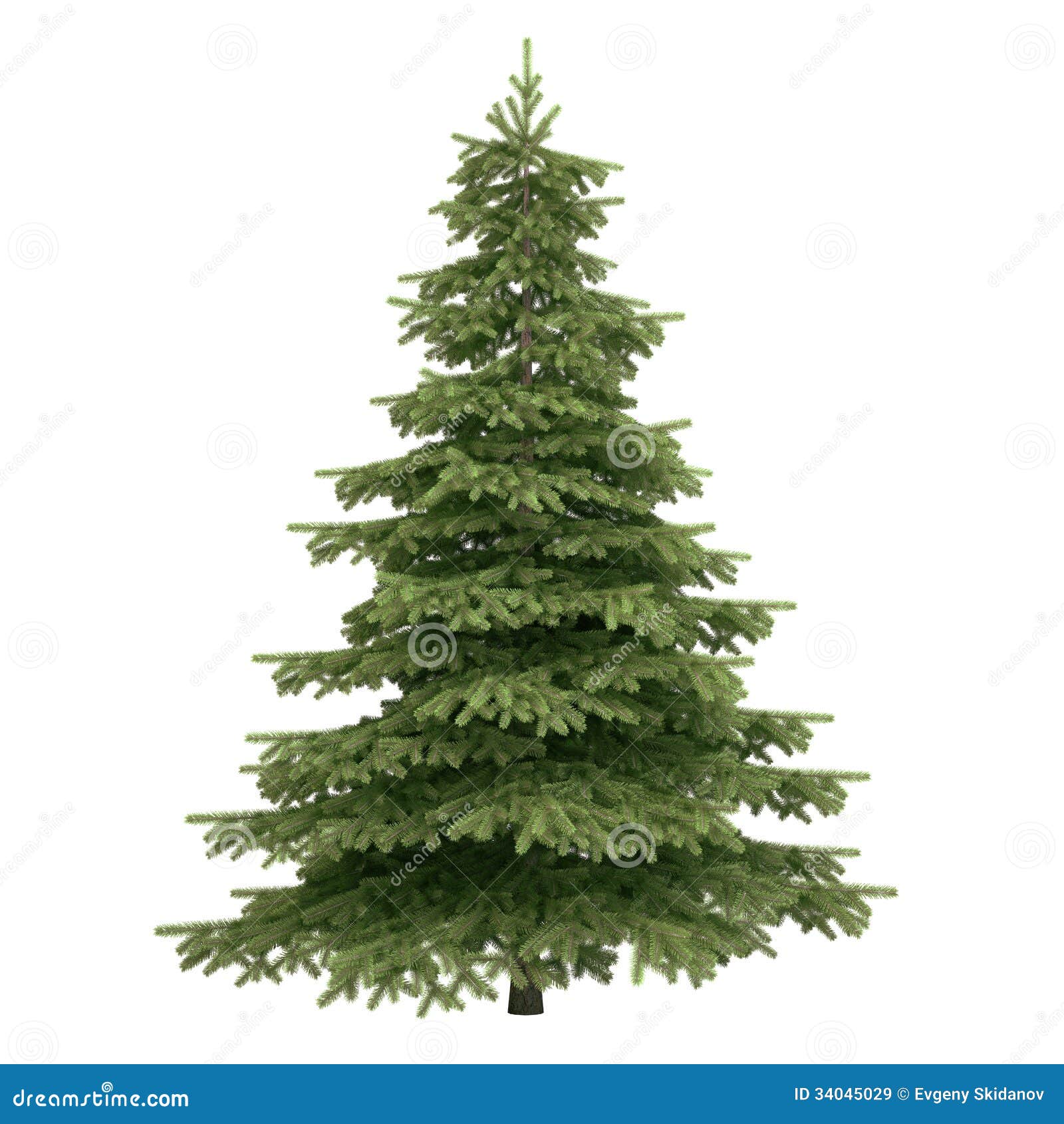 spruce tree 