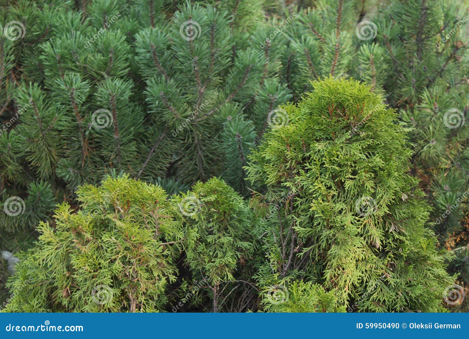 Spruce stock photo. Image of fluffy, green, greenery 59950490