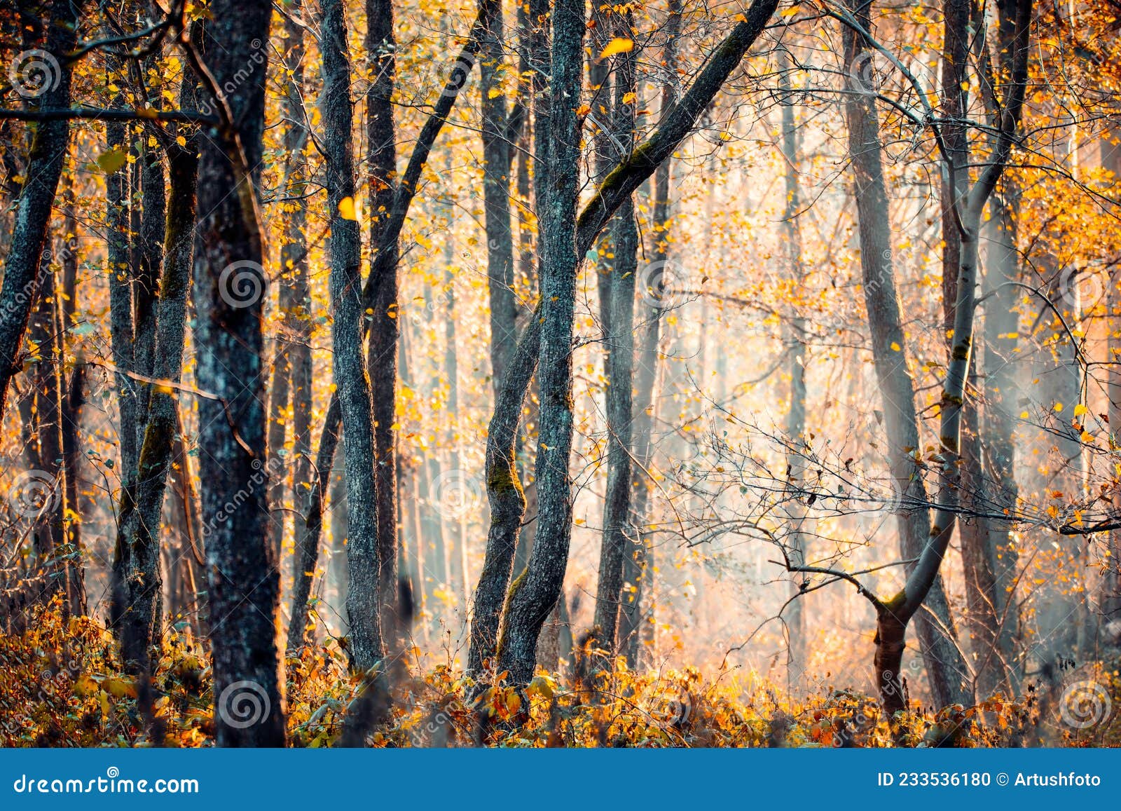 sprucetree trunks in a mystical forest