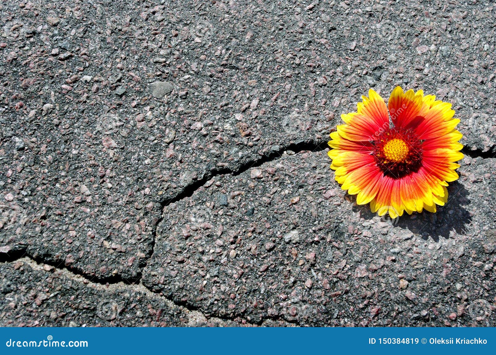Crack on the Asphalt Road. a Crack in the Asphalt and a Beautiful