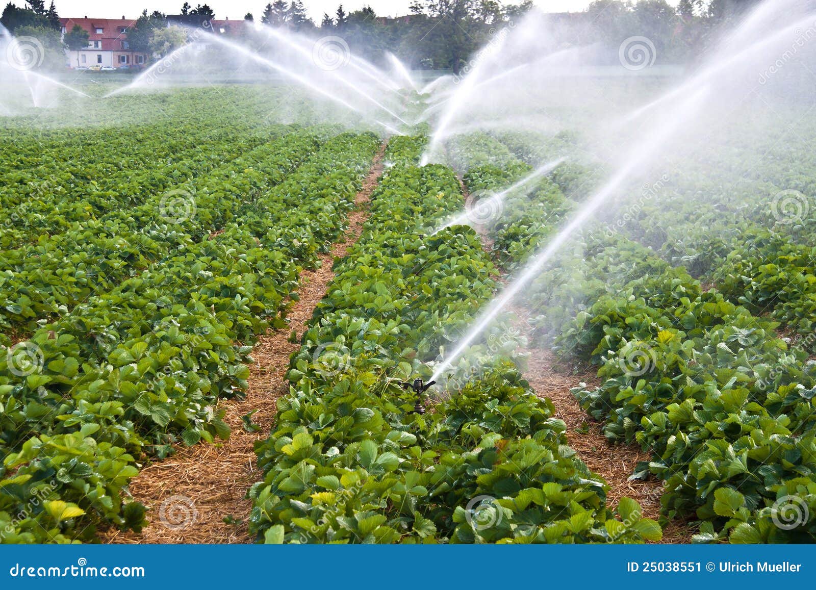 Spruzzatore Dell'acqua Dell'impianto Di Irrigazione Che Funziona Nel Giardino Image90894613 - Foto 2