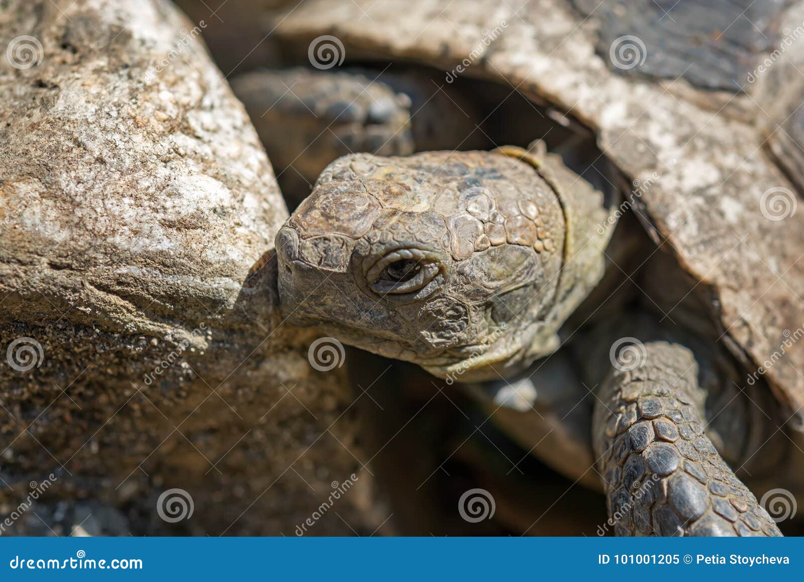 greek spur thighed tortoise for sale