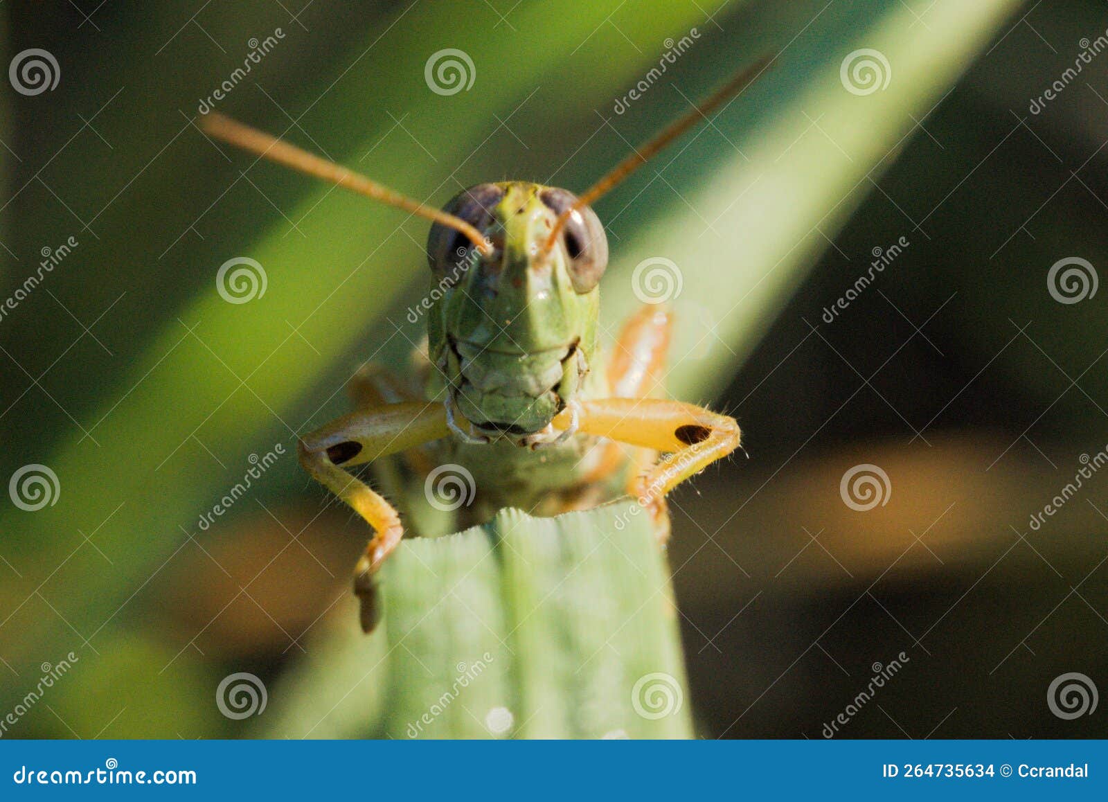564 spur-throated grasshopper