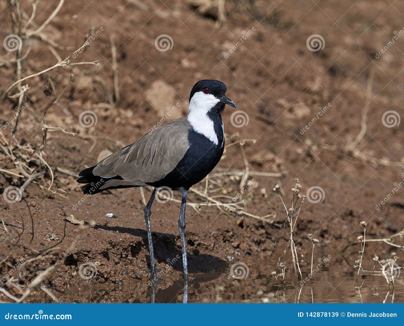 Spur-winged lapwing Vanellus spinosus. Spur-winged lapwing in its natural habitat in Senegal