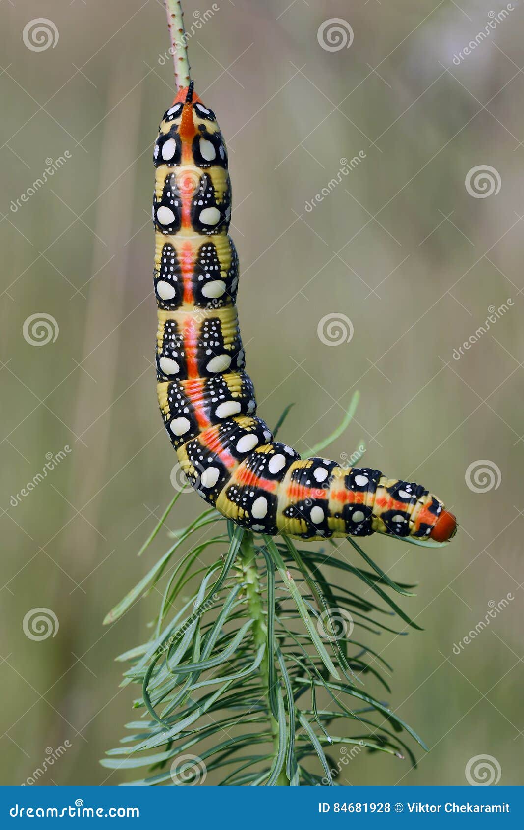 spurge hawk-moth caterpillarhyles euphorbiae