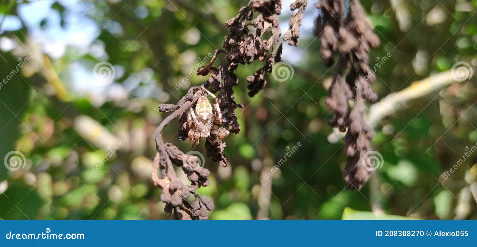 Spyder hidden appearence stock photo. Image of hidden 208308270