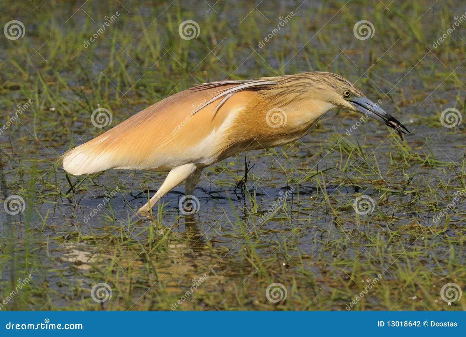 Squacco Heron with Salamander Stock Photo - Image of nature, silky ...