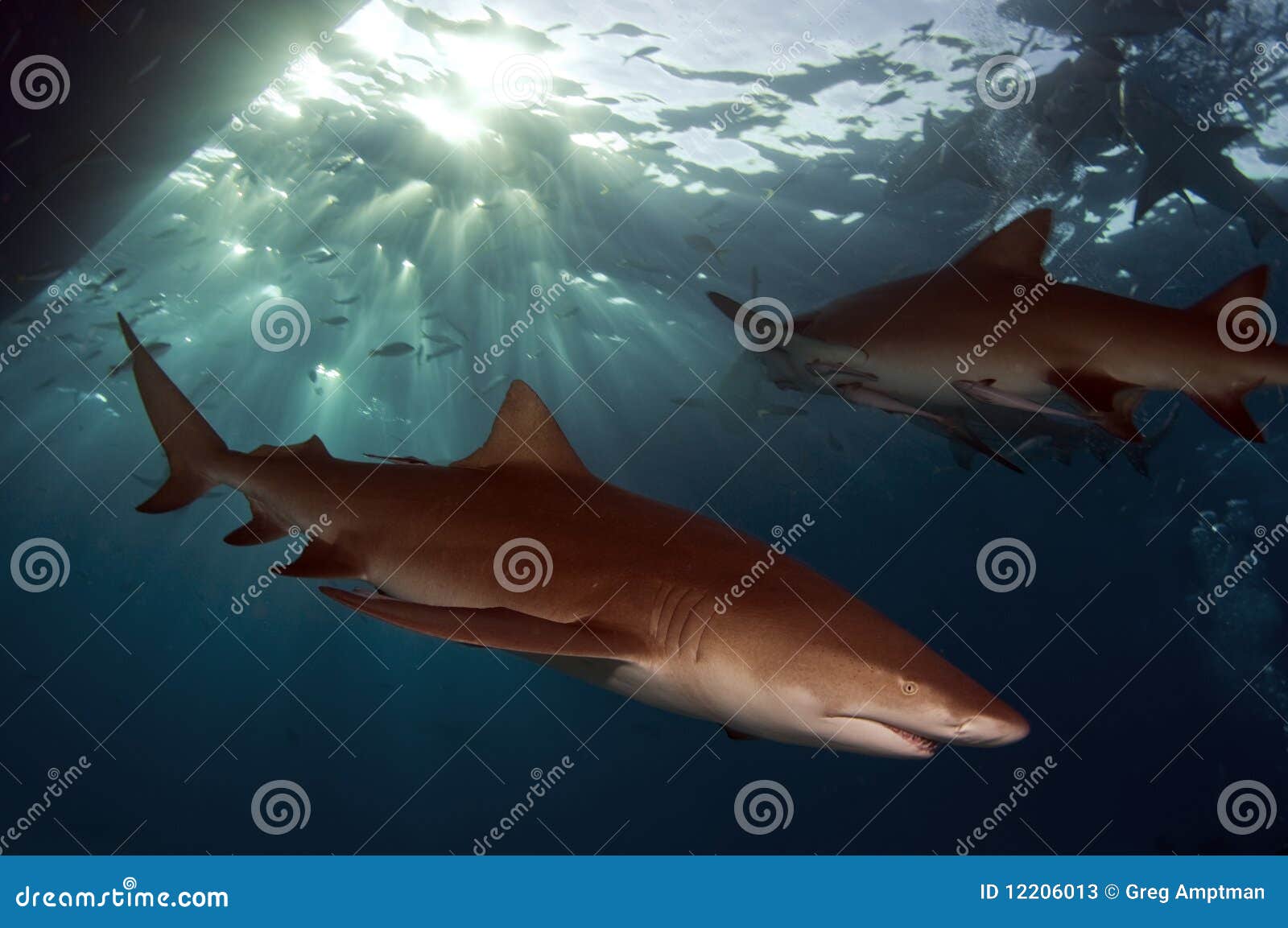 Gli squali di limone sono cugini agli squali di tigre