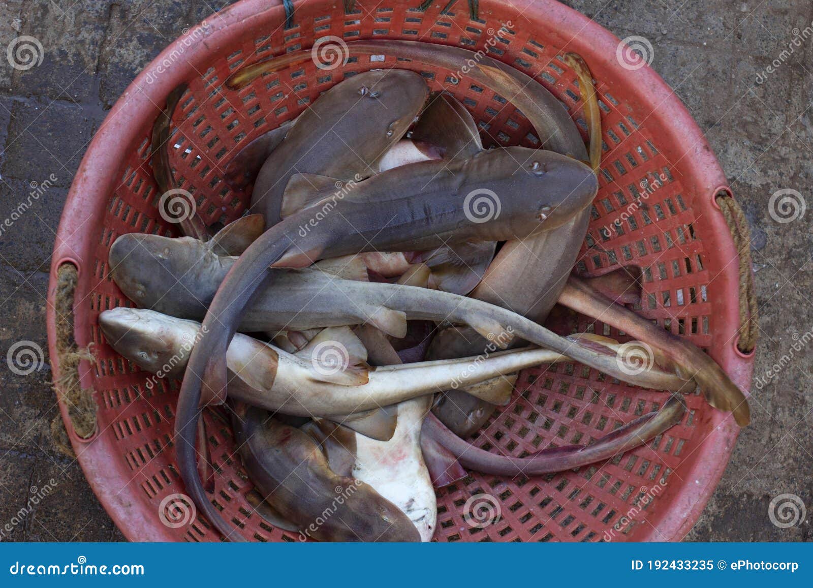 Why Dogfish Is Called Dogfish