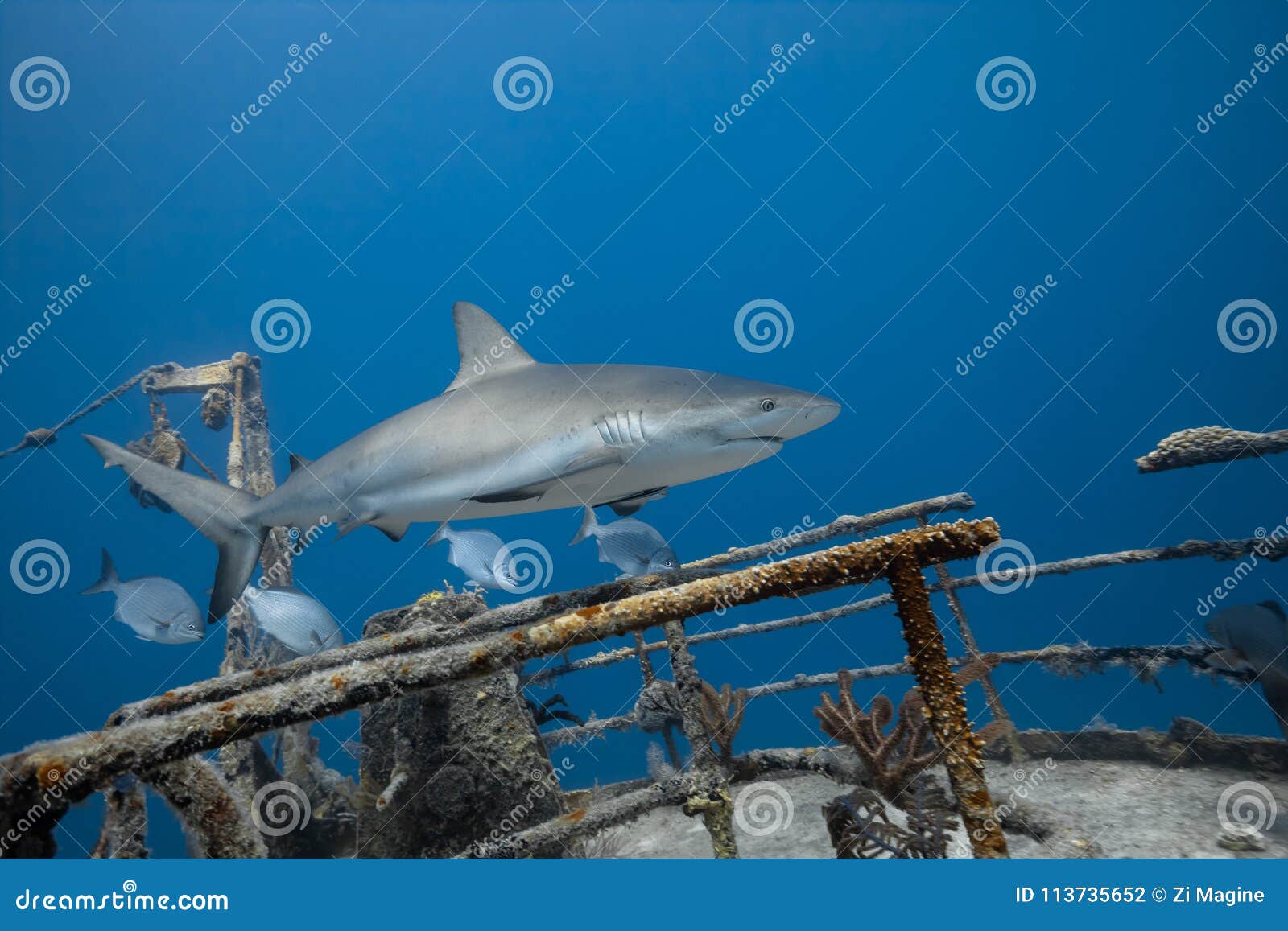 Squalo Grigio Della Scogliera Di Carcharhinus Amblyrhynchos Fotografia Stock - Immagine di pacifico, pesci: 113735652