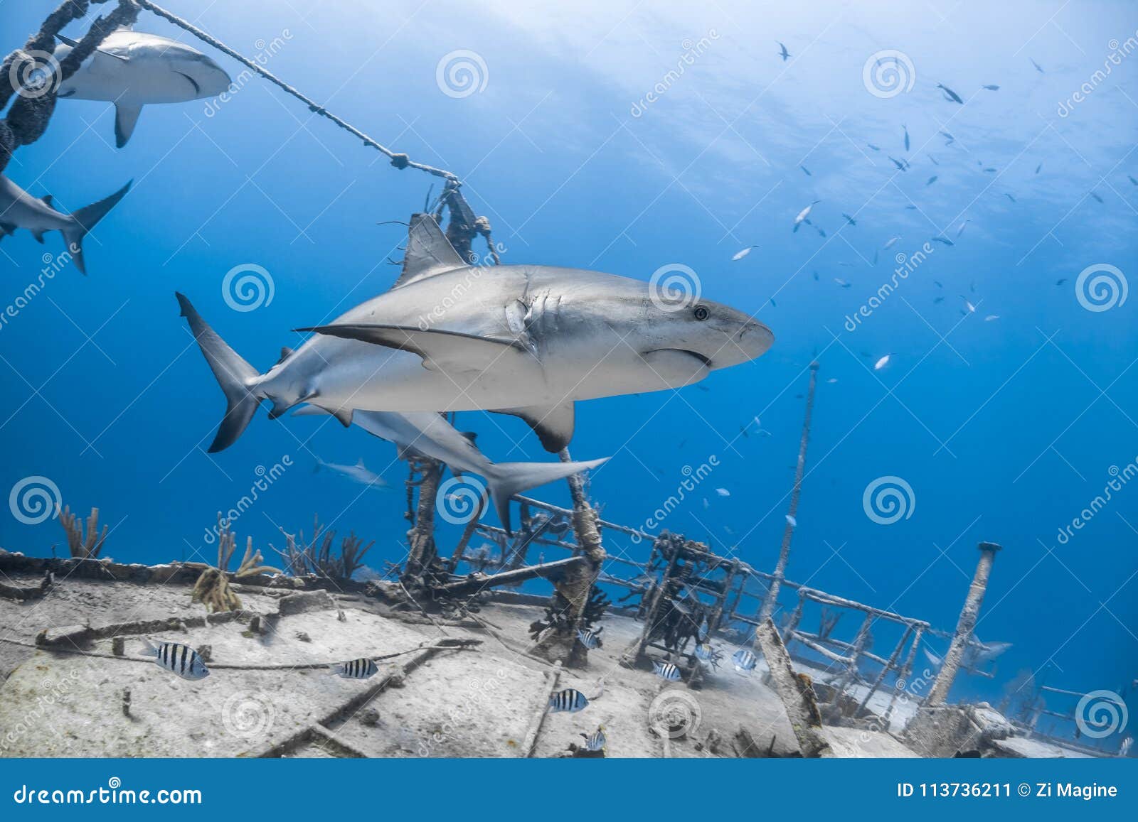 Squalo Grigio Della Scogliera Di Carcharhinus Amblyrhynchos Immagine Stock - Immagine di estate, attacco: 113736211
