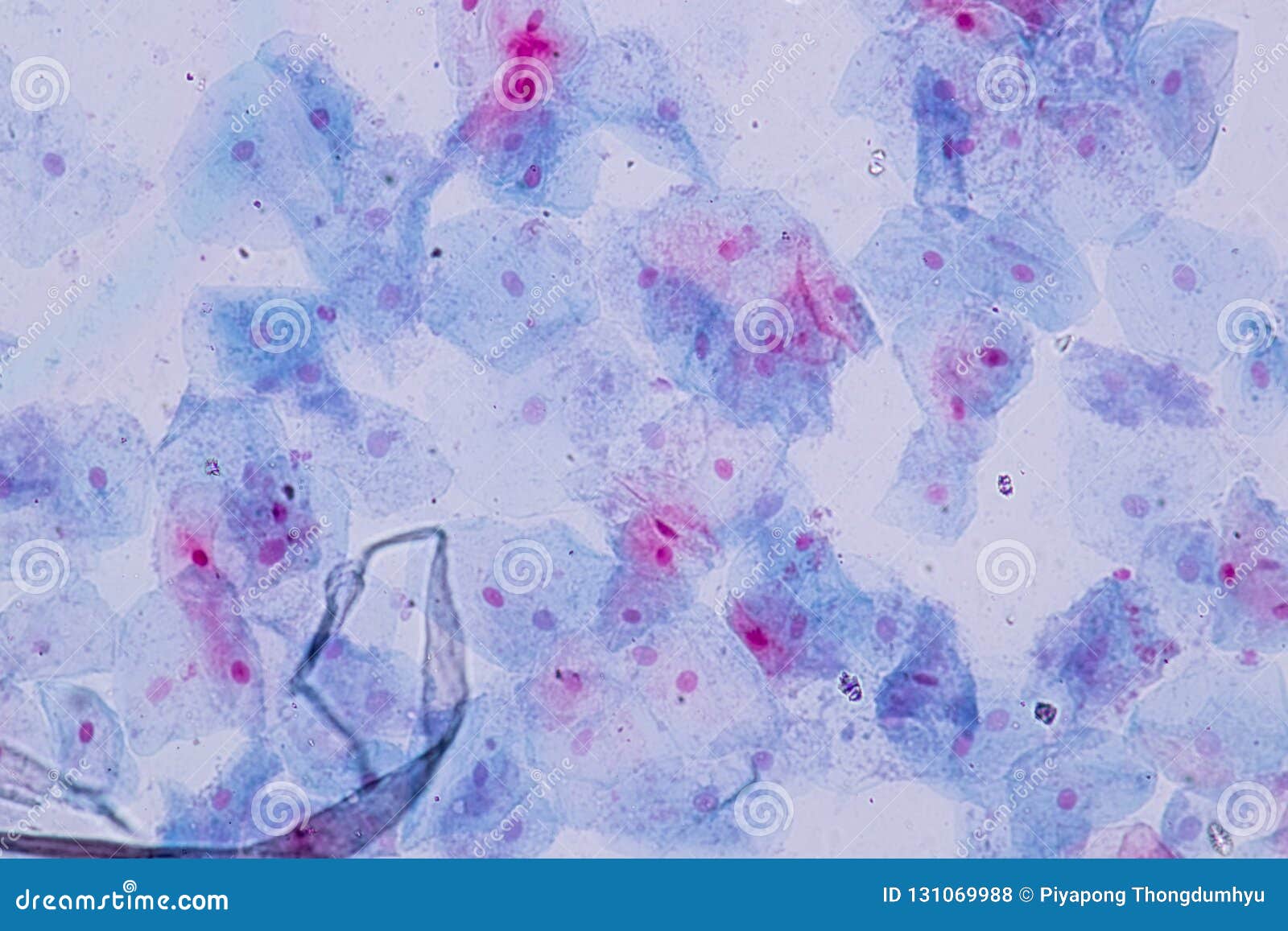 Squamous Epithelial Cell Cell Structure of Human Under Microscope View