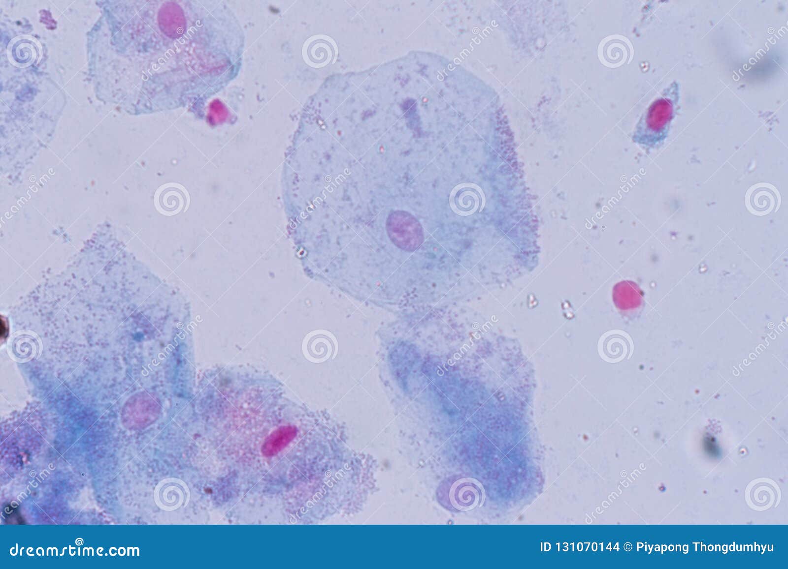 Squamous Epithelial Cell Cell Structure of Human Under Microscope View