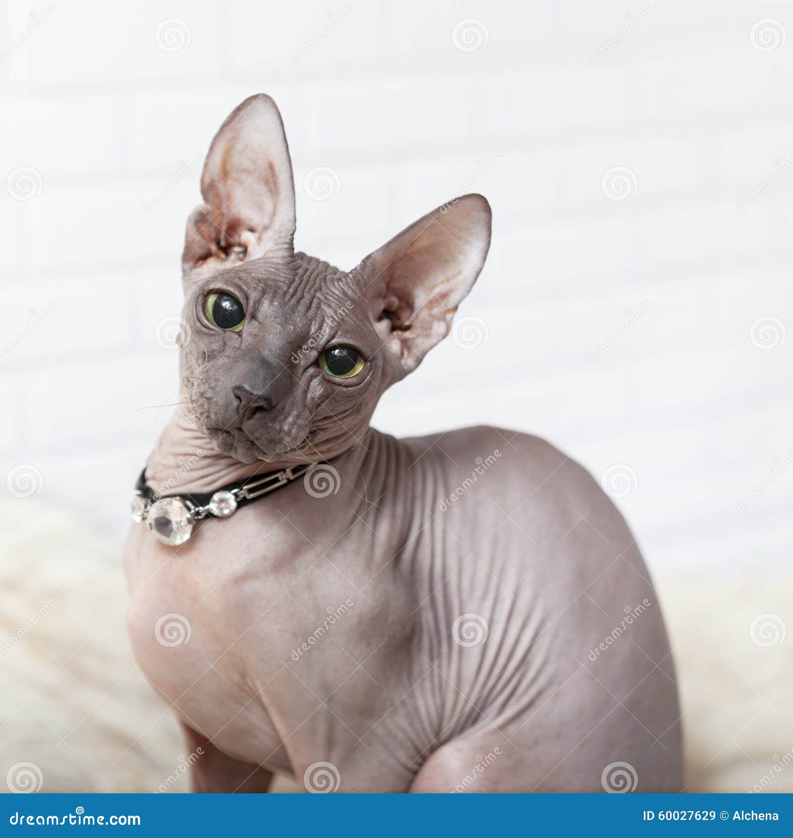 sphynx cat collar