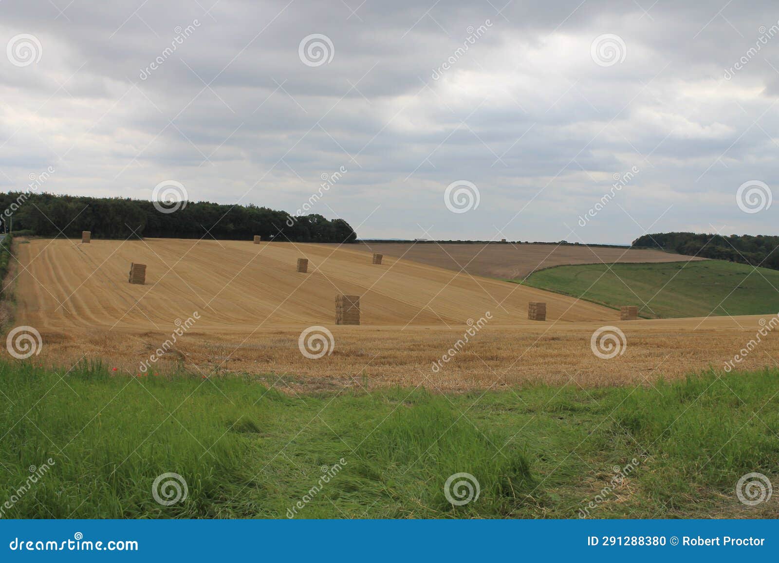 square bales of hay in a field waiting to be harvested on a summers day in the uk