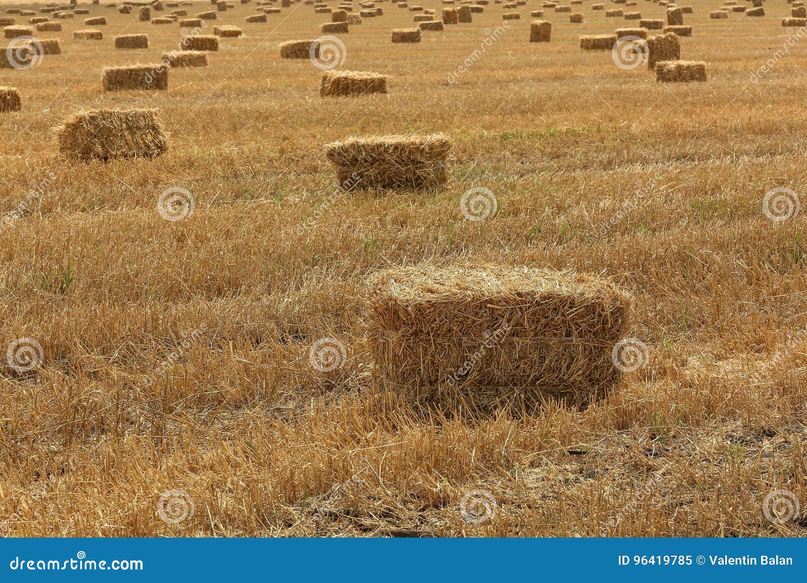 Square Hay bales stock image. Image of countryside, farm - 96419785