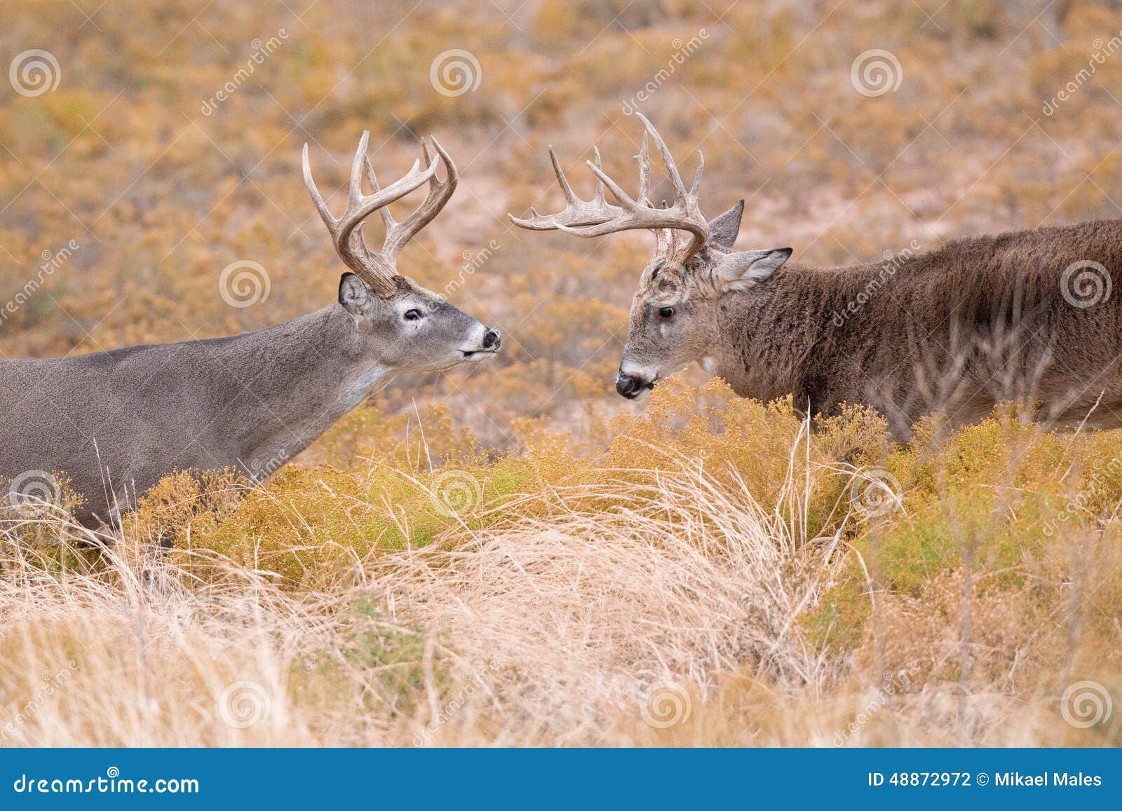 square off of two dominant whitetail bucks