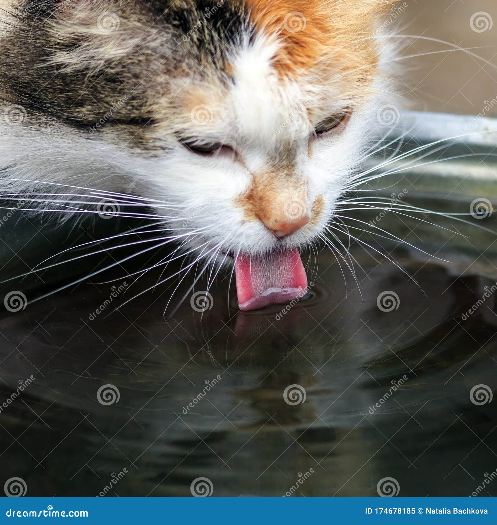 Portrait With A Cute Fluffy Cat Drinking Water From A Bucket On The